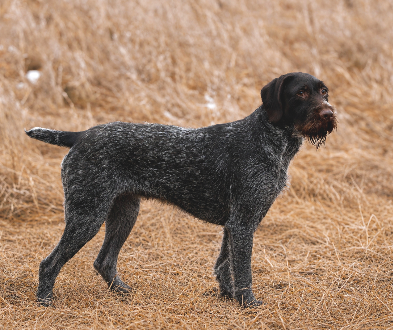 Jade vom Ike, female Deutsch Drahthaar standing in the field