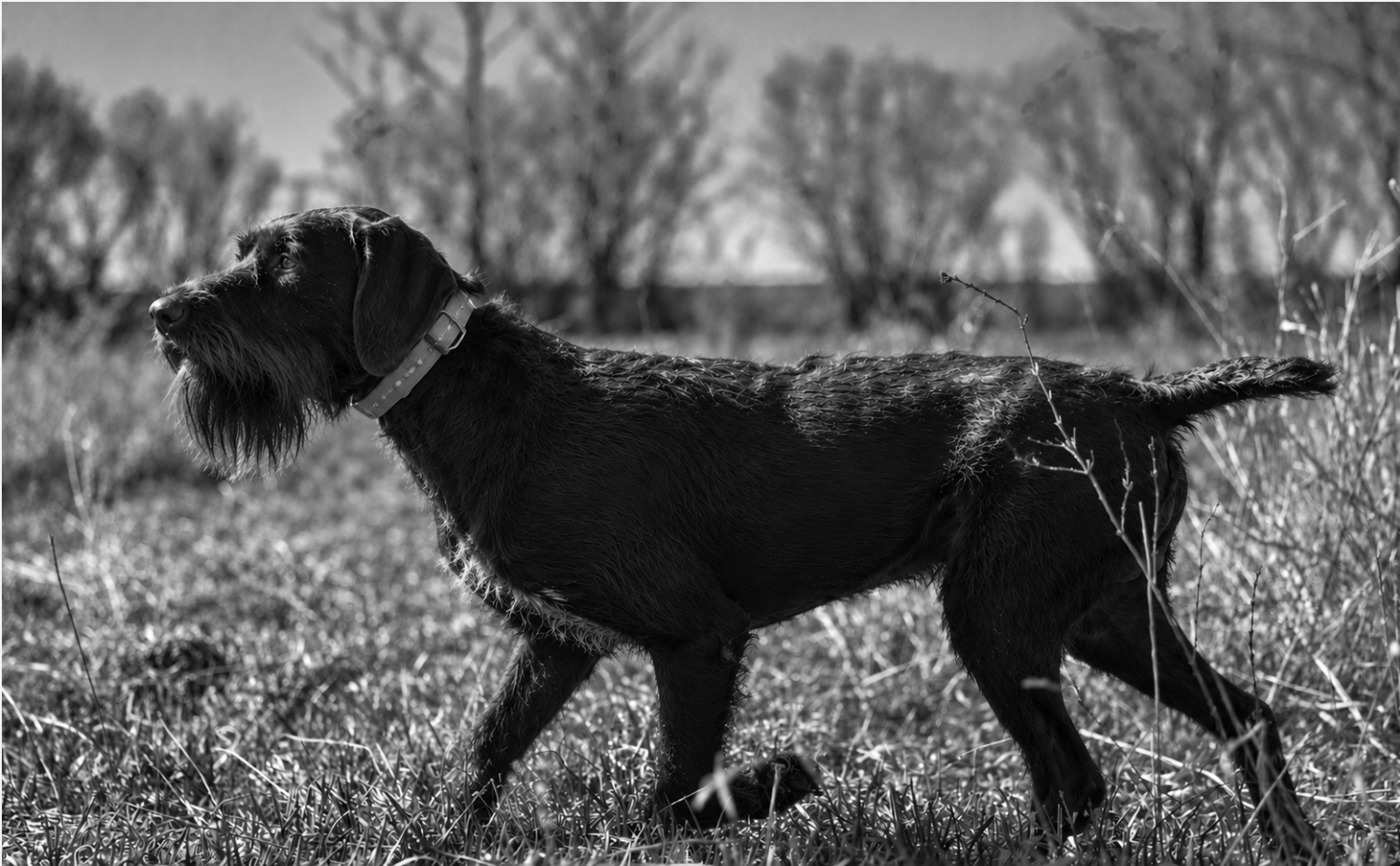 Harras II vom Mardersteg, male Deutsch Drahthaar working in the field
