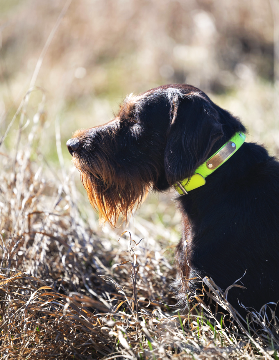 Harras II vom Mardarsteg Deutsch Drahthaar portrait in the field wearing a green collar