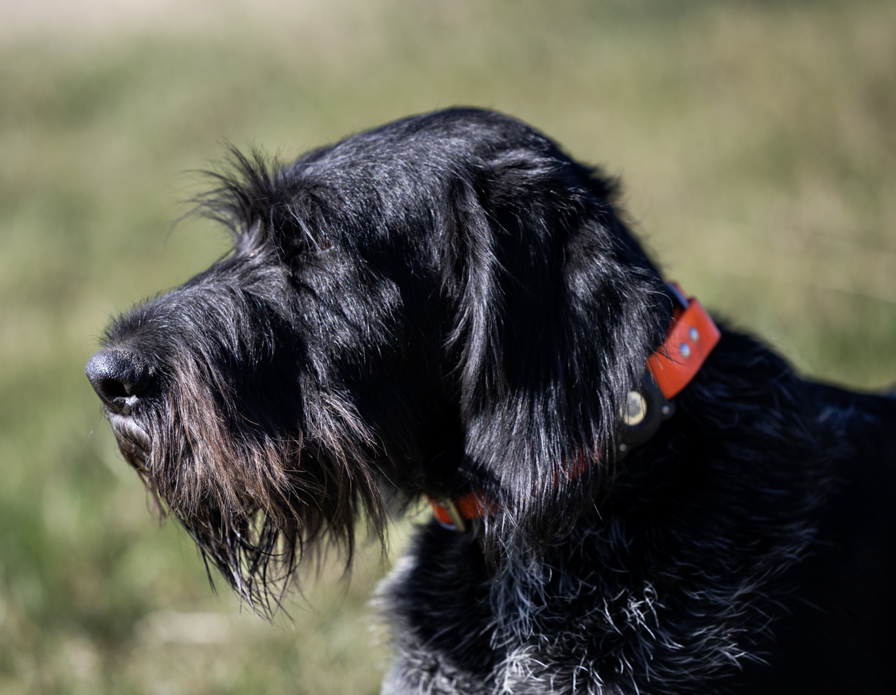Mia vom Ike, female Deutsch Drahthaar field portrait wearing an orange collar