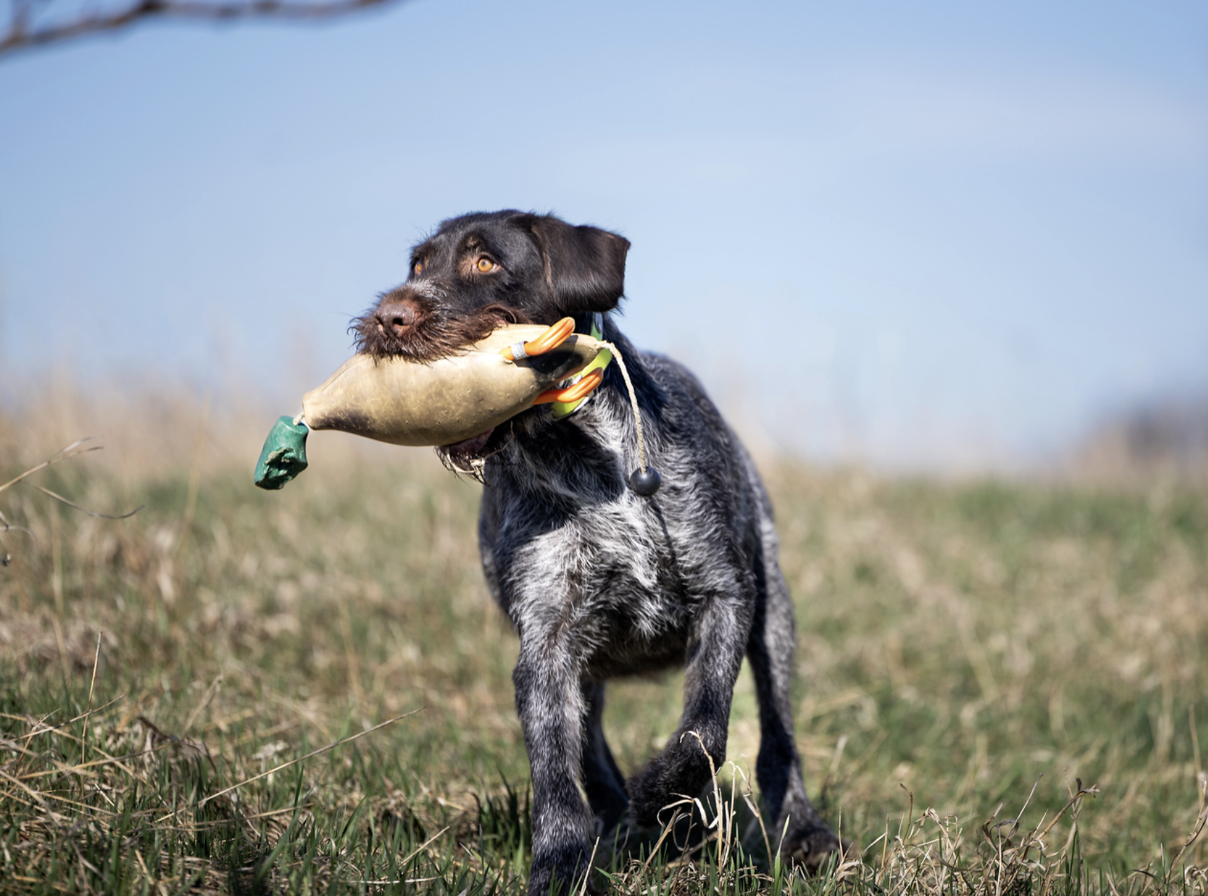Jade vom Ike Deutsch Drahthaar carrying a training dummy during field training