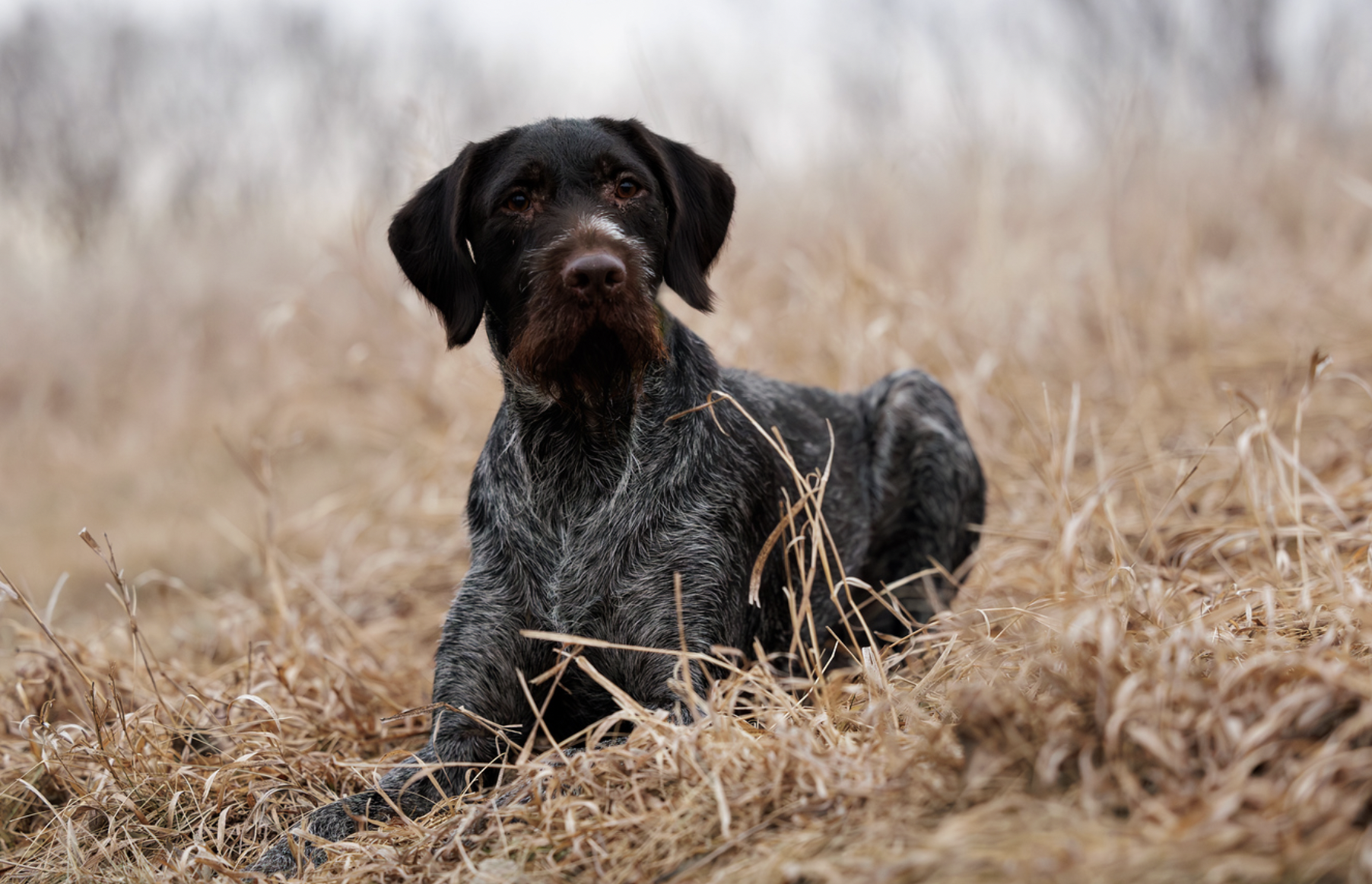 A dog lying in tall, dry grass outdoors on a cloudy day.