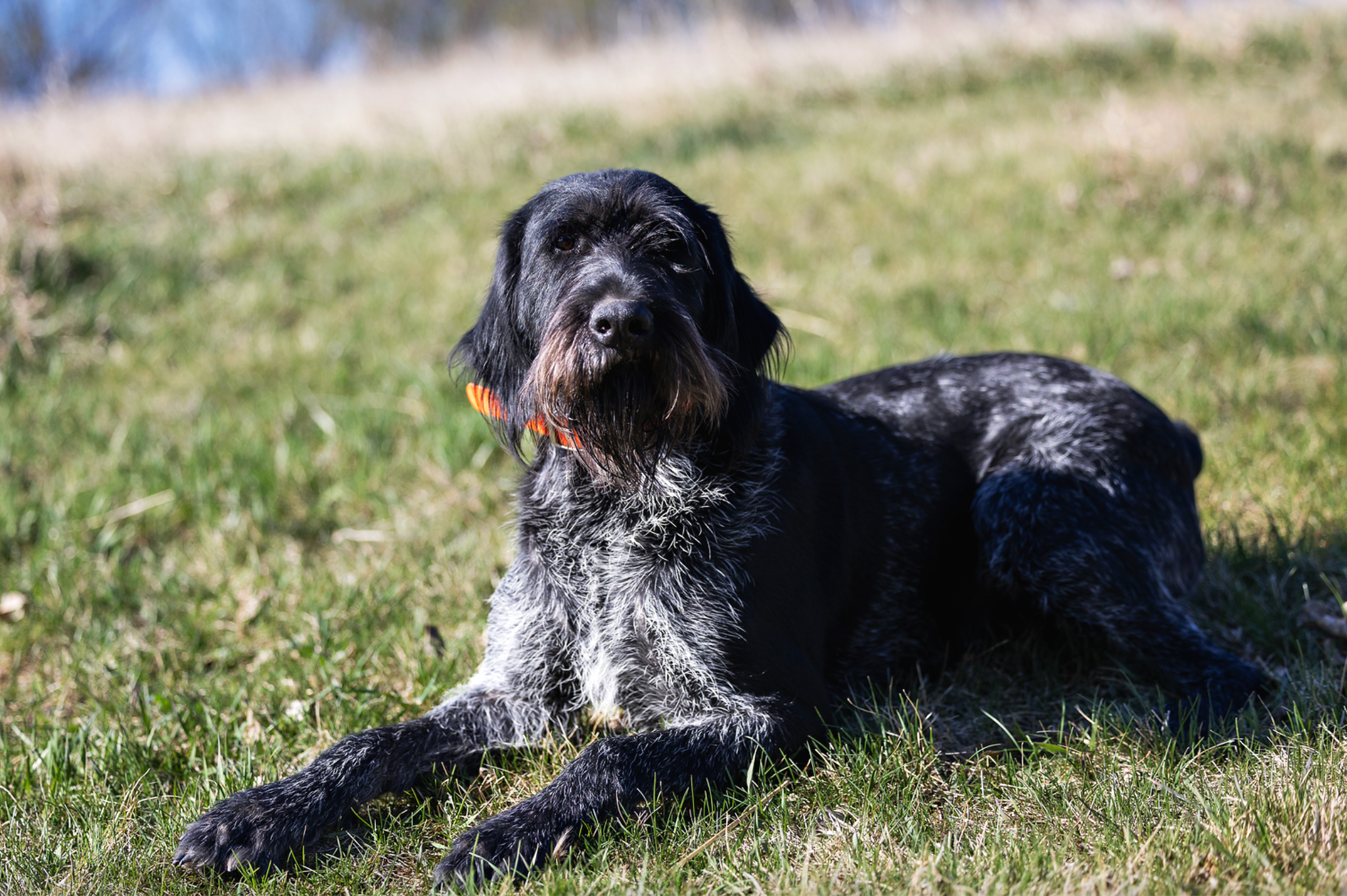 Mia vom Ike, female Deutsch Drahthaar lying in the grass during field training