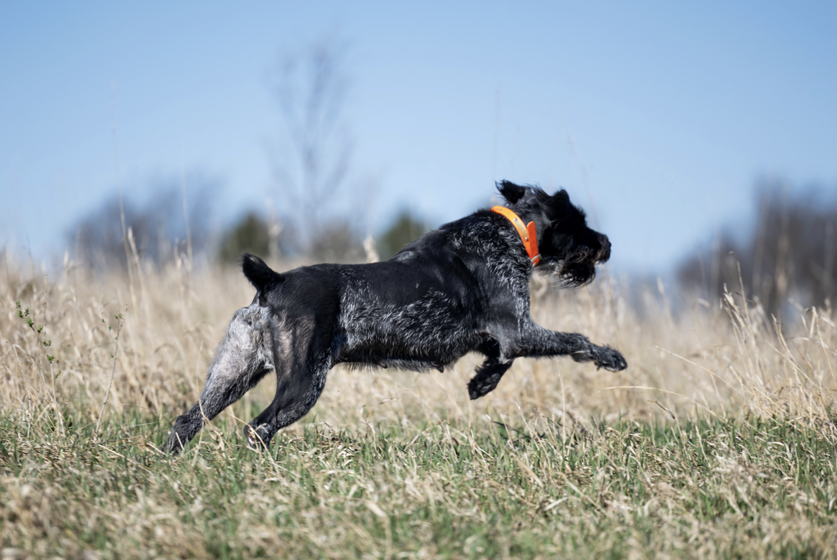 Mia vom Ike Deutsch Drahthaar running through an open field during training
