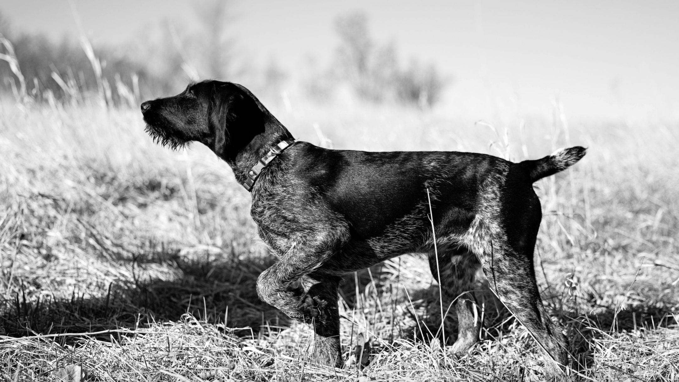 Maverick vom Ike Black and white photo of a Deutsch Drahthaar working in the field