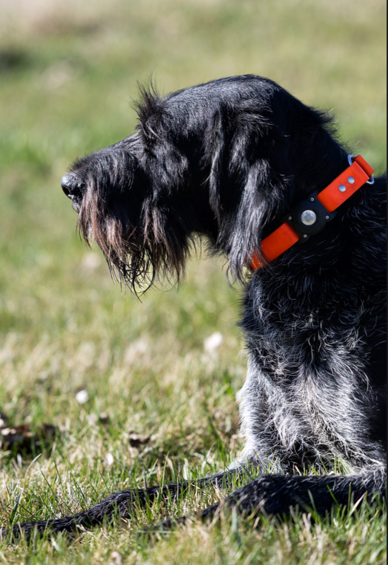 Mia vom Ike Deutsch Drahthaar field portrait wearing an orange tracking collar
