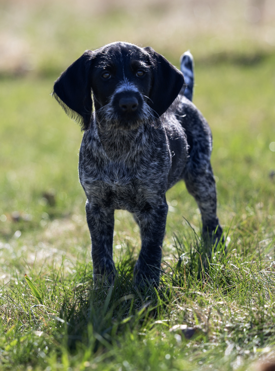 Deutsch Drahthaar puppy standing in the grass at Vom Ike Kennel