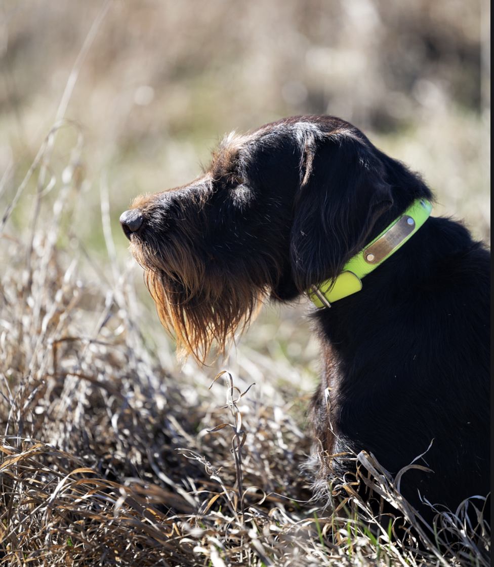 Harras II vom Mardersteg, male Deutsch Drahthaar field portrait wearing a green collar