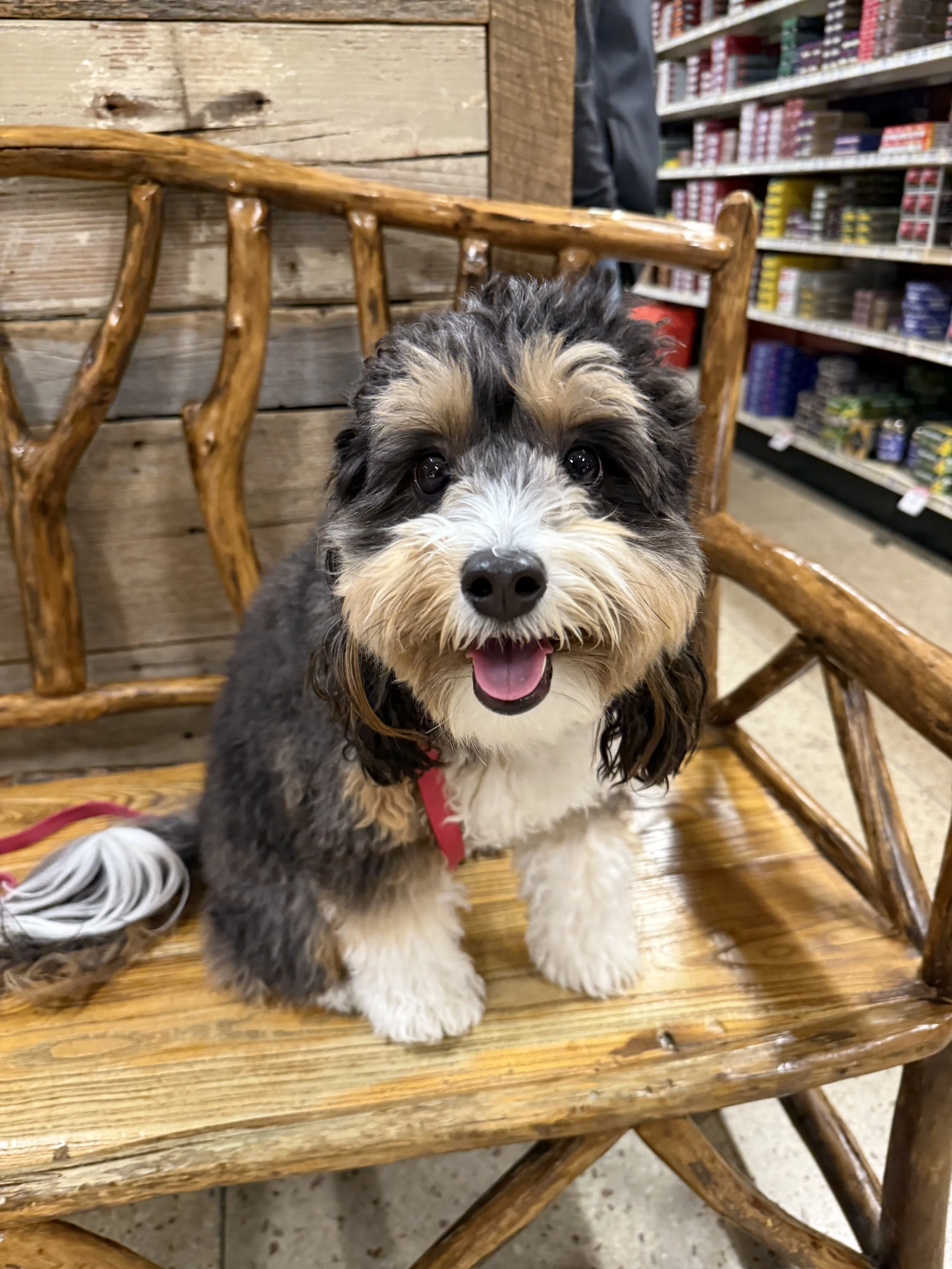 A smiling, fluffy black, white, and tan puppy with a pink collar sitting on a wooden bench inside a store or warehouse, with shelves of products visible in the background.