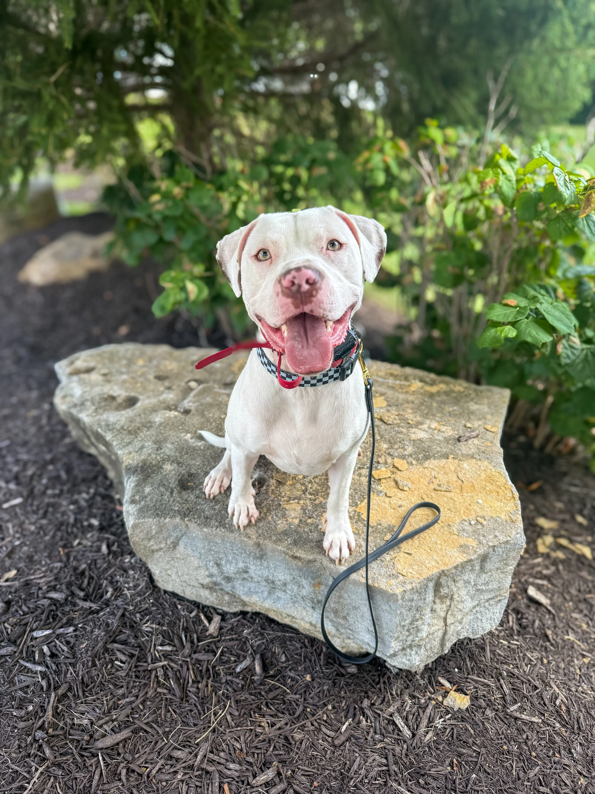 A happy white dog with a pink nose, sitting on a large rock outdoors surrounded by green bushes and trees.