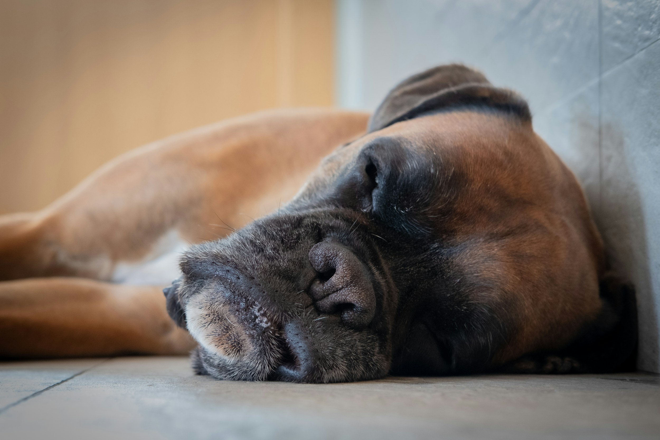 A large brown and black dog sleeping on a wooden floor with eyes closed.