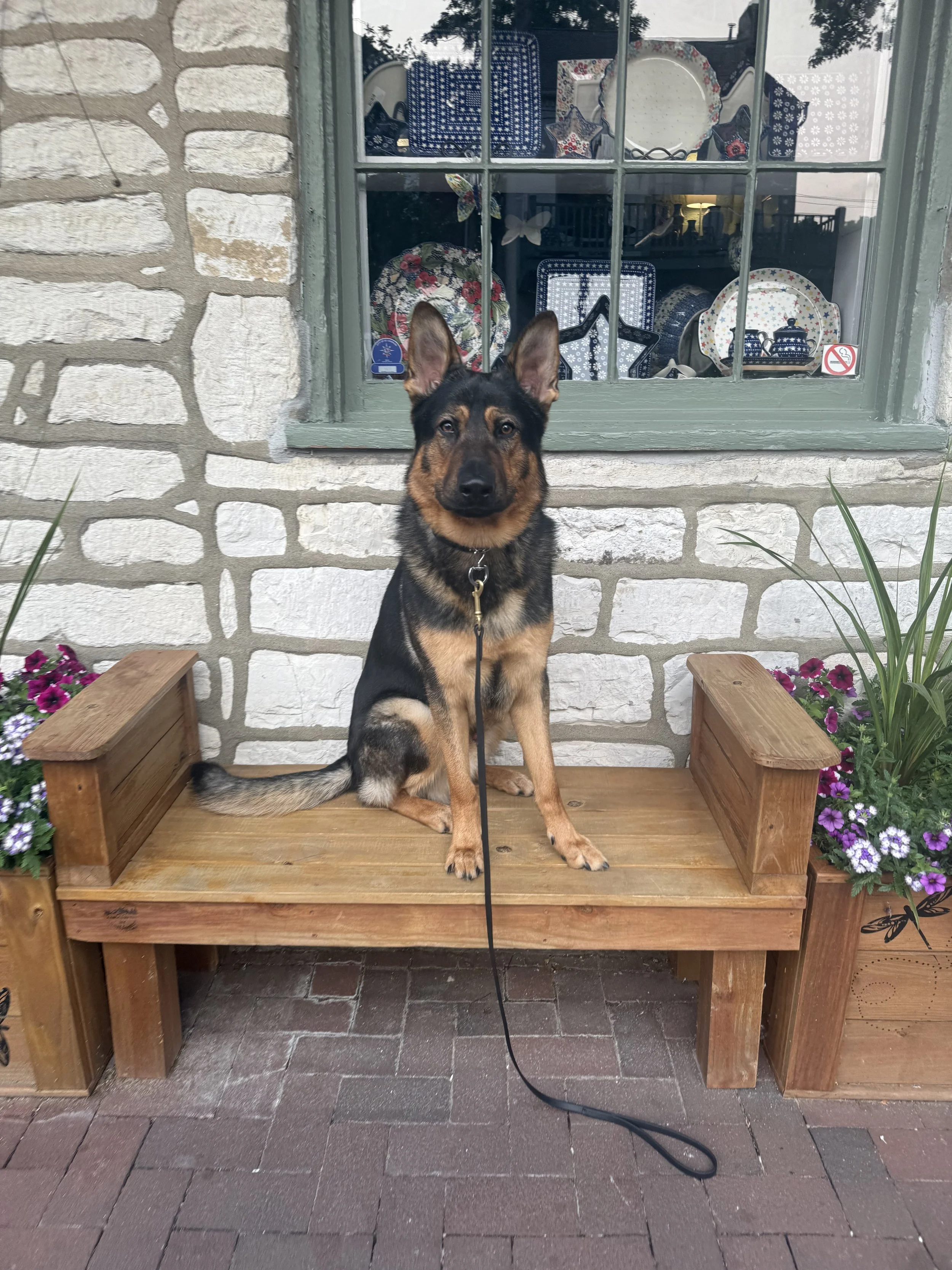 A young German Shepherd dog sitting on a wooden bench outside a building with a stone facade and a window display of patterned dishes and decorative items.