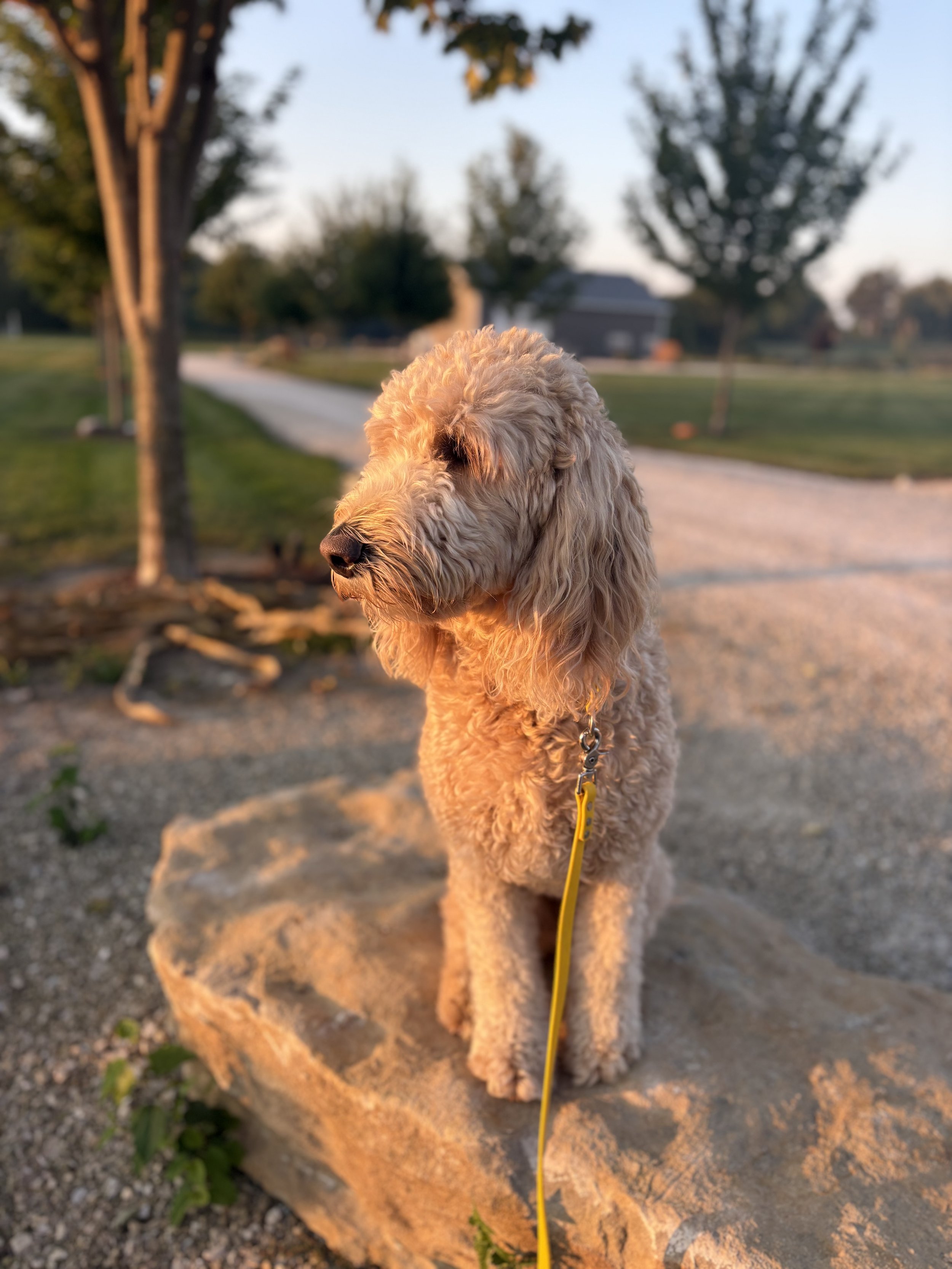 A fluffy, tan-colored dog with a long, curly coat sitting on a large rock outdoors during sunset, with trees and a pathway in the background.