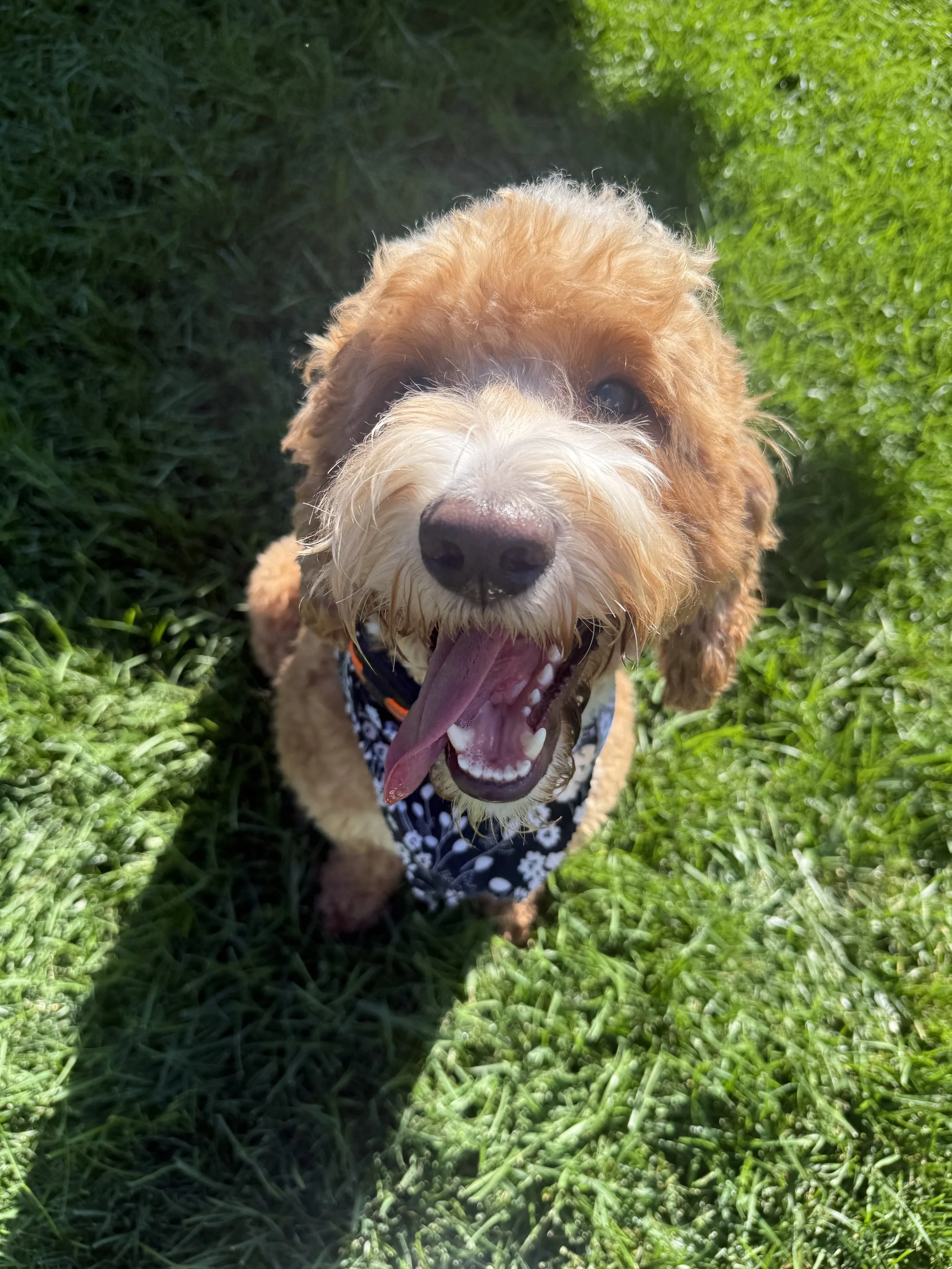 A happy, tan and white dog with curly fur, panting with tongue out, sitting on green grass, wearing a black bandana with white floral pattern on a sunny day.
