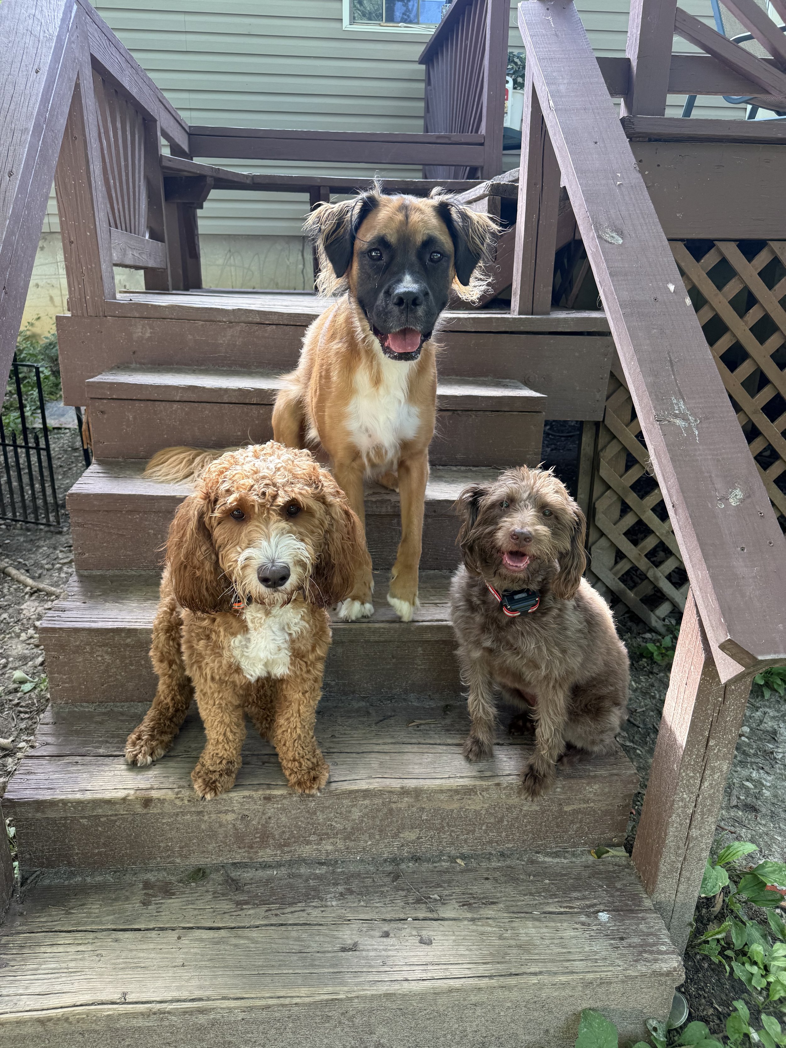Three dogs sitting on wooden stairs outside a house, with one larger dog in the middle and two smaller dogs on either side.
