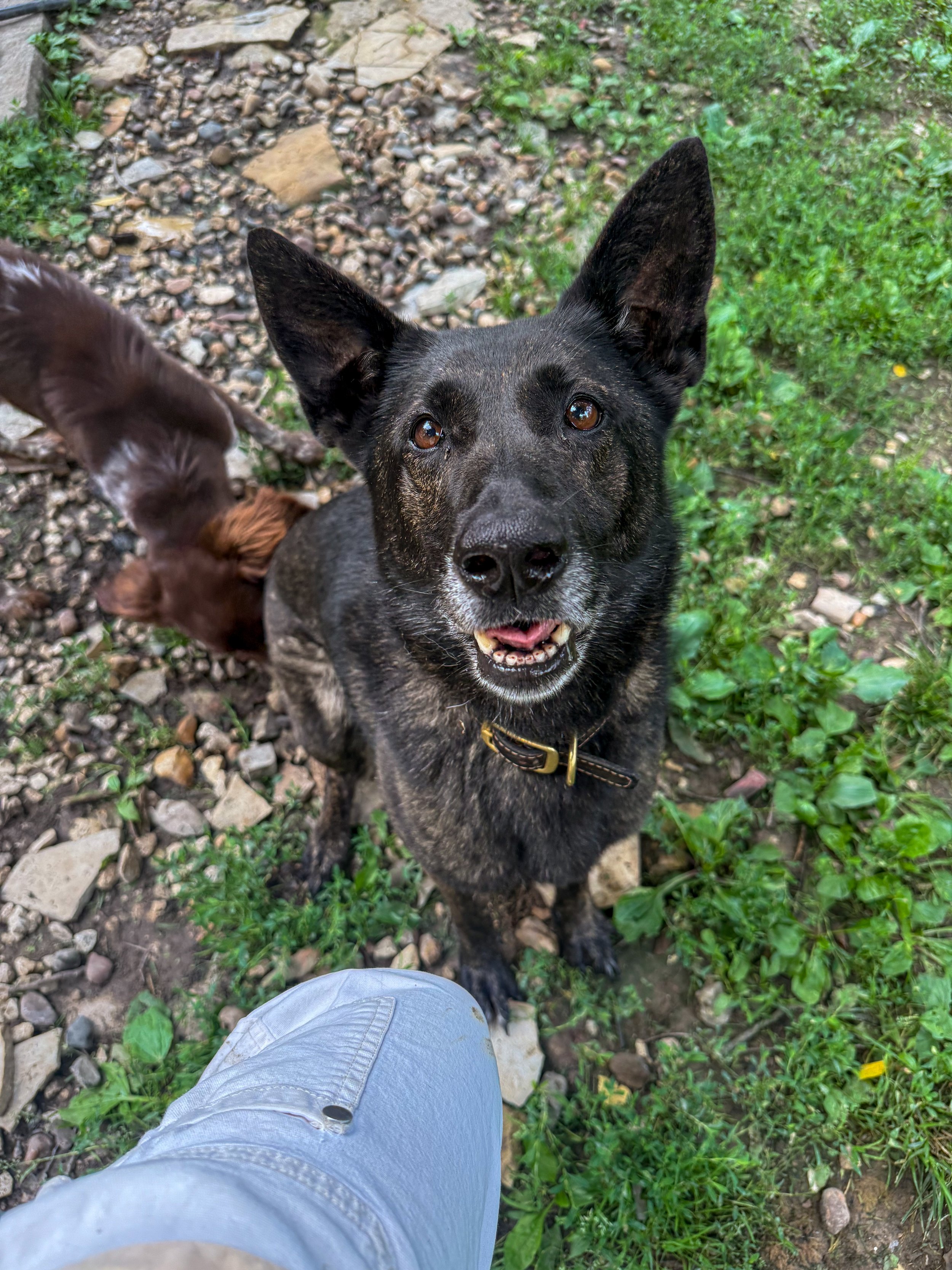 A black and brindle dog with large ears looking up at the camera, sitting on a patch of grass and rocks outdoor, near a person's leg.