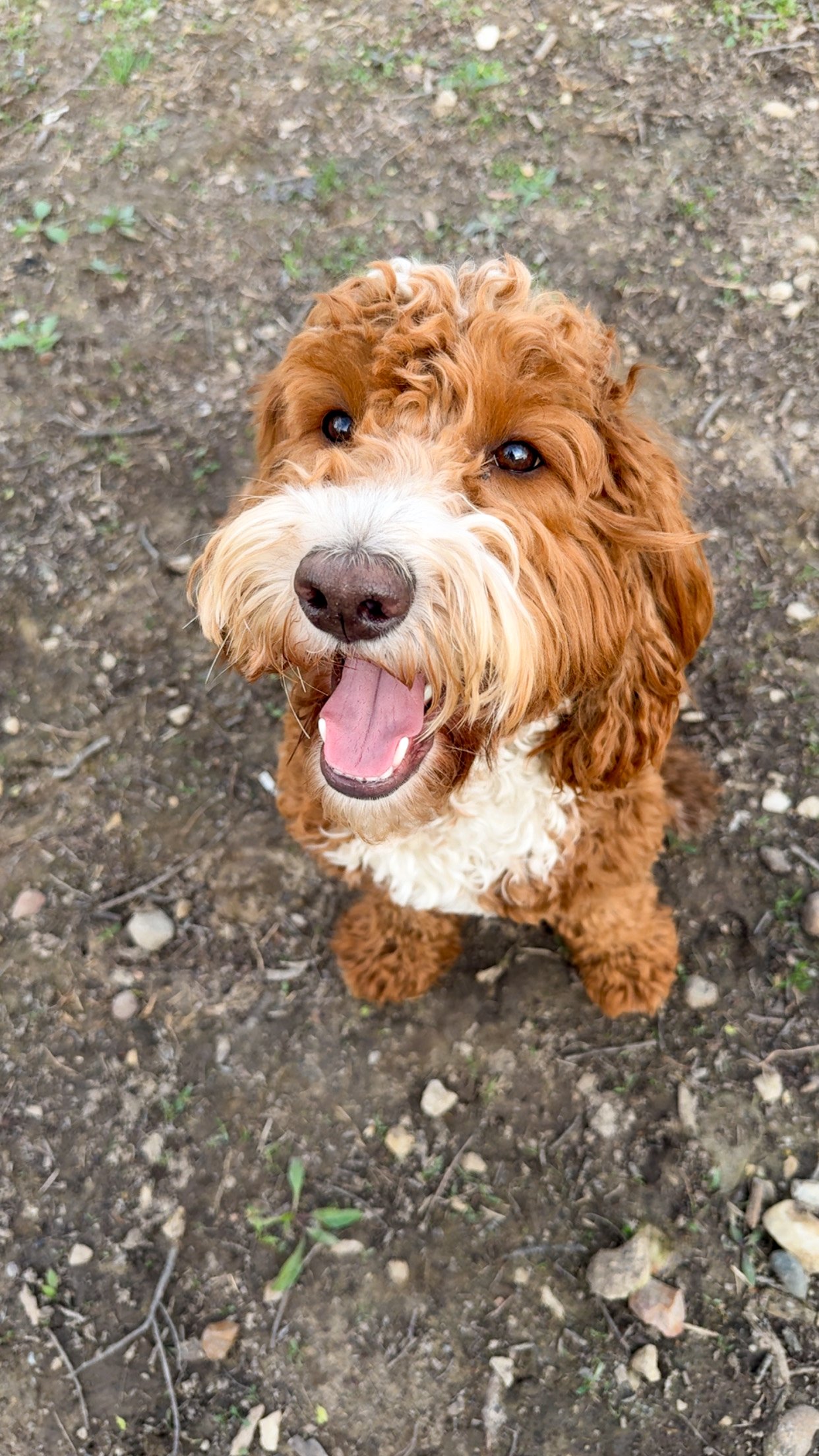 A happy brown and white curly-haired dog standing outdoors on dirt with small green plants, looking up at the camera with an open mouth.