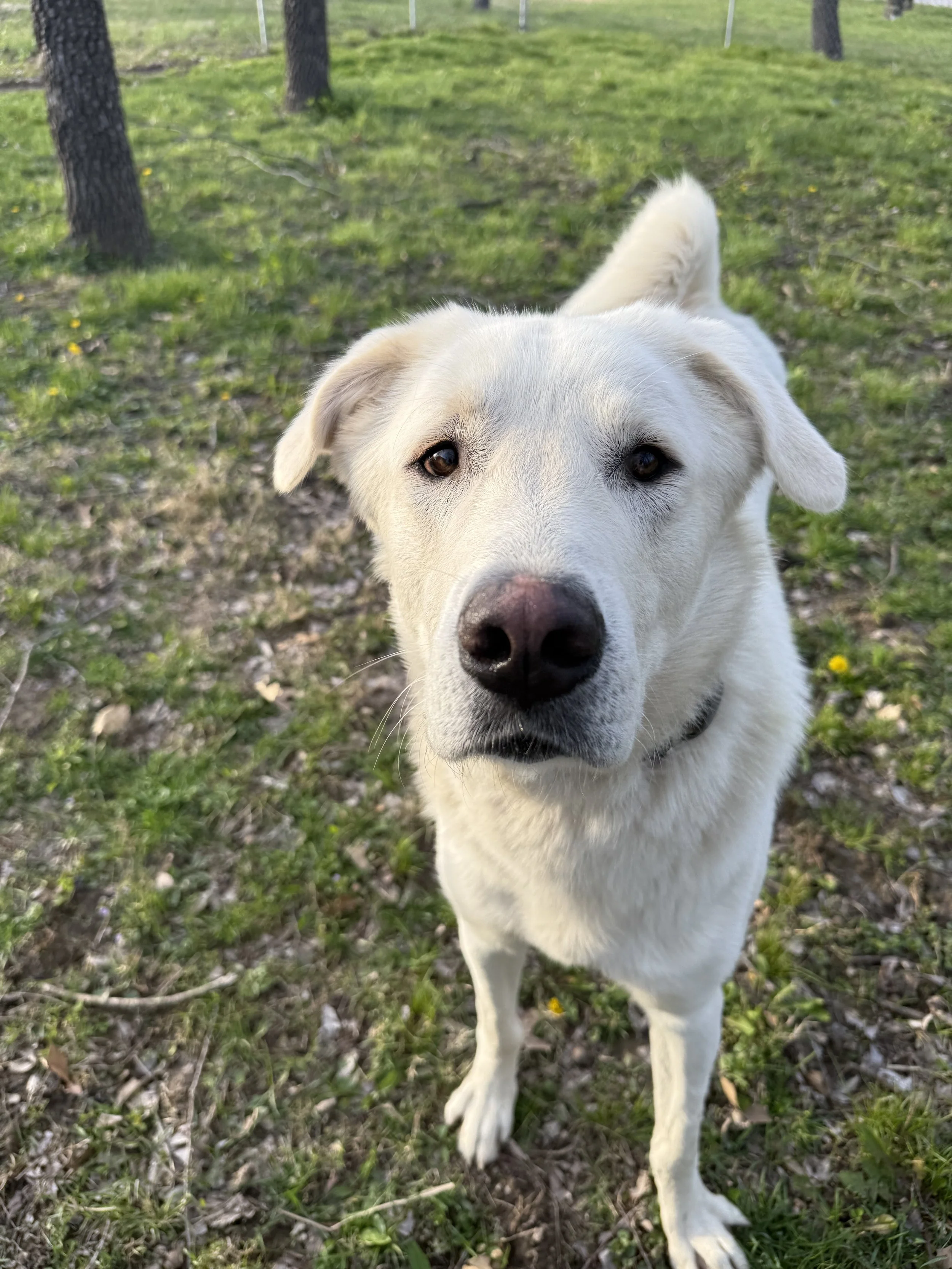 Close-up of a white dog with brown eyes standing outdoors on grass with trees in the background, looking directly at the camera.