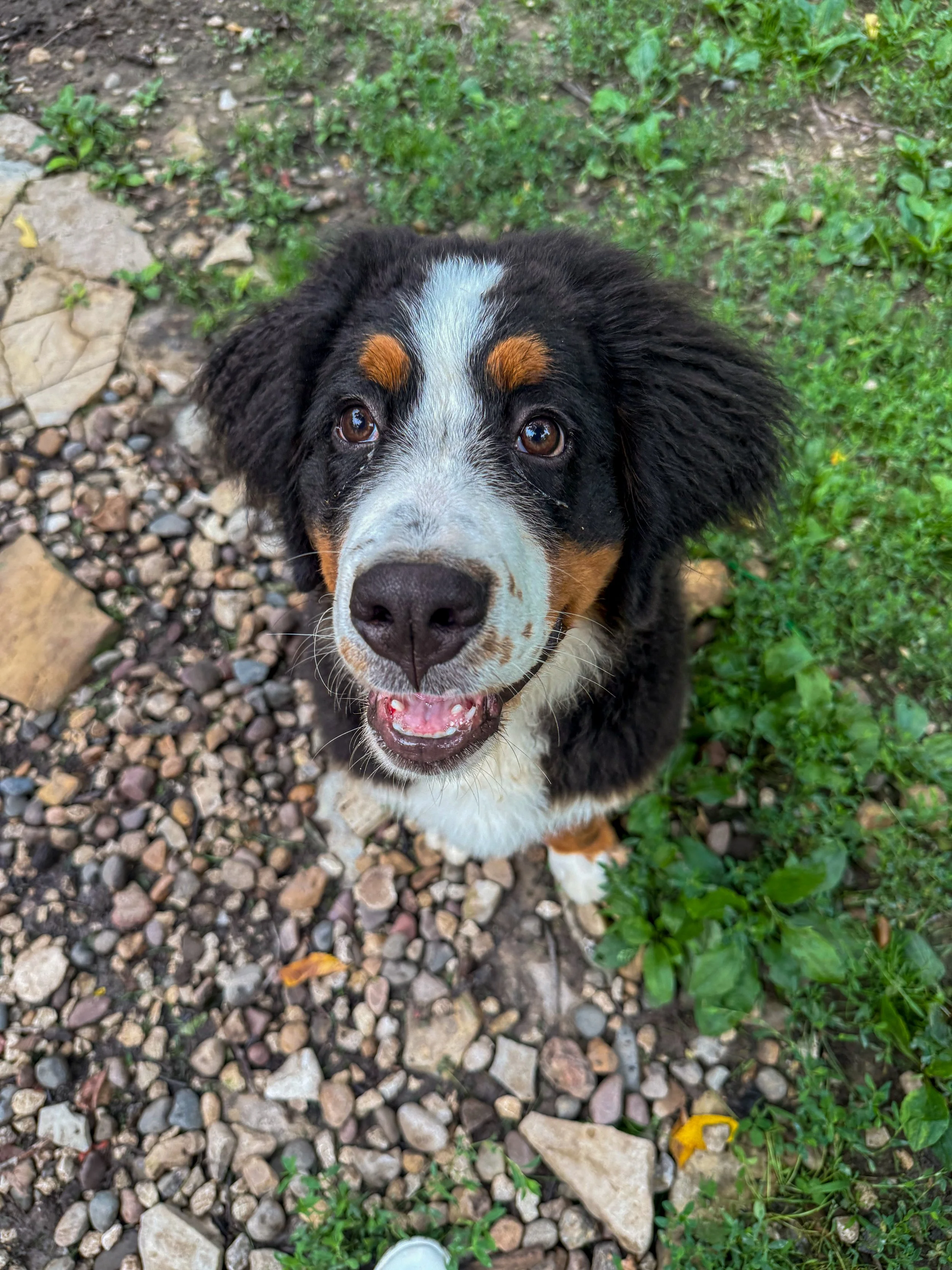 A Bernese Mountain Dog puppy looking up, sitting on a rocky ground with grass and plants around.