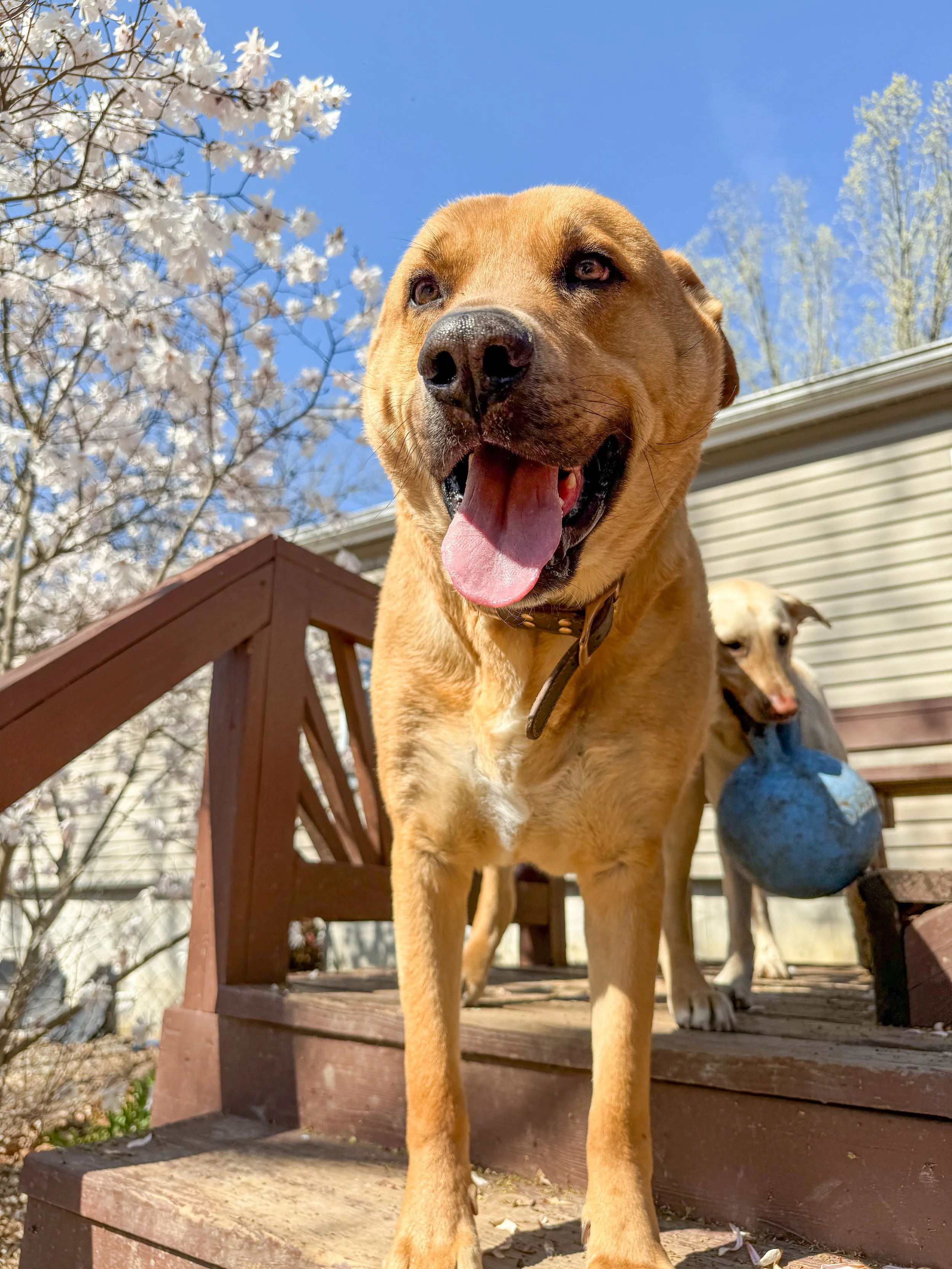 A close-up photo of a happy brown dog with its tongue out, standing on a wooden deck outdoors with another dog in the background. Blossom trees and a house are visible under a clear blue sky.