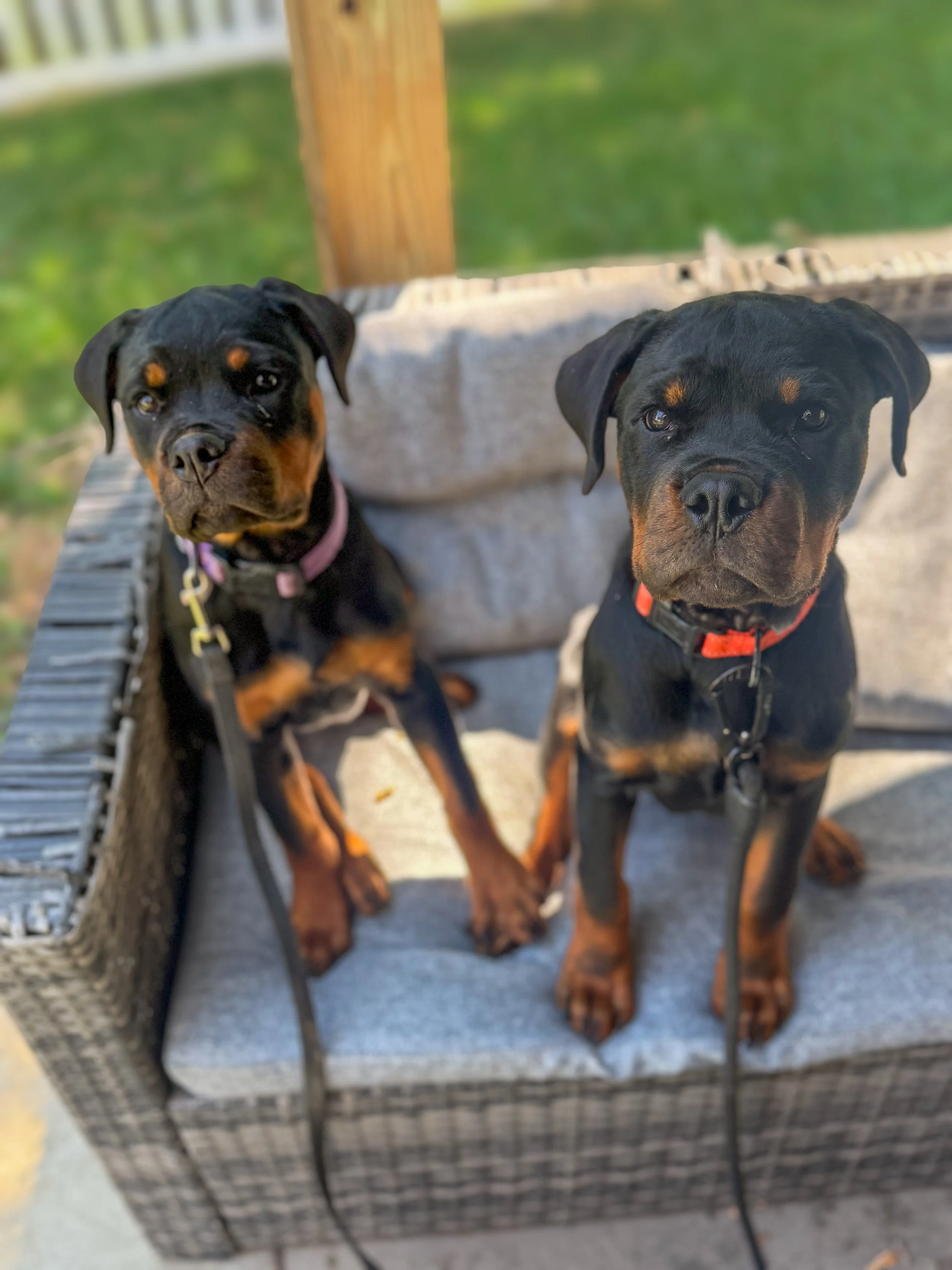 Two Rottweiler puppies sitting on a cushioned outdoor table, looking at the camera with a blurred green background.