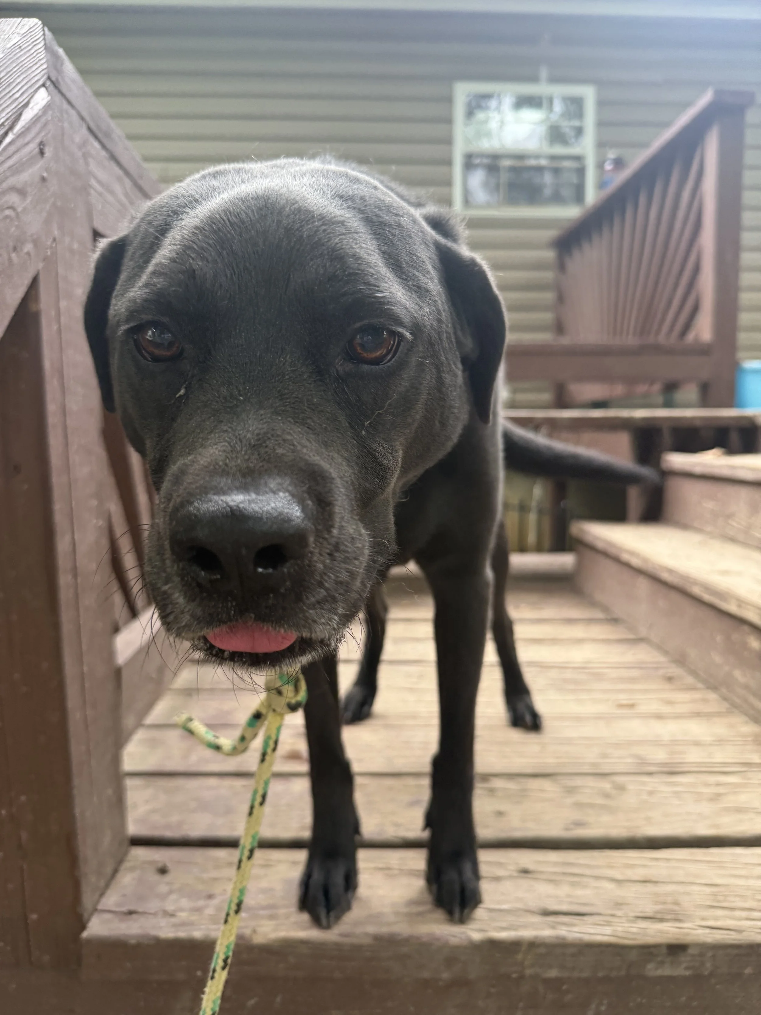 Close-up of a black dog with a pink tongue sticking out, standing on a wooden porch with stairs and railings in the background.