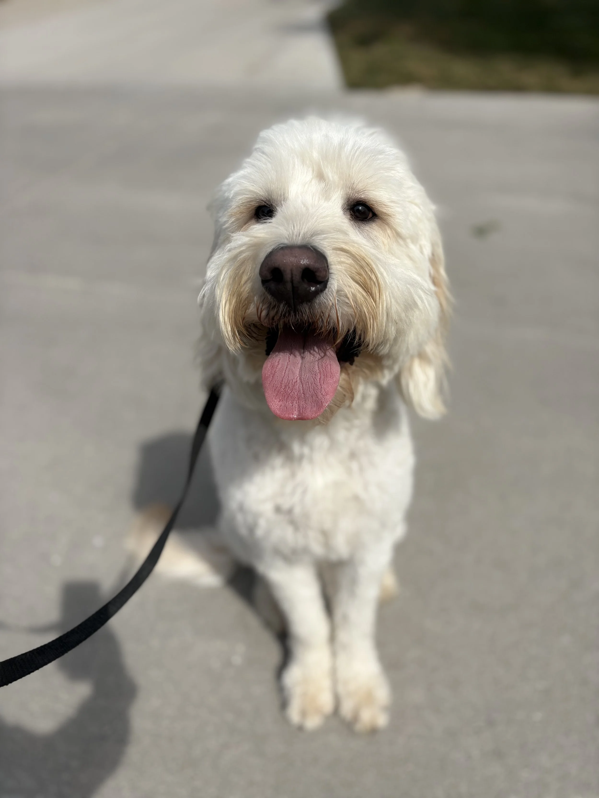 A happy white fluffy dog with its tongue out, sitting on a paved surface outdoors.