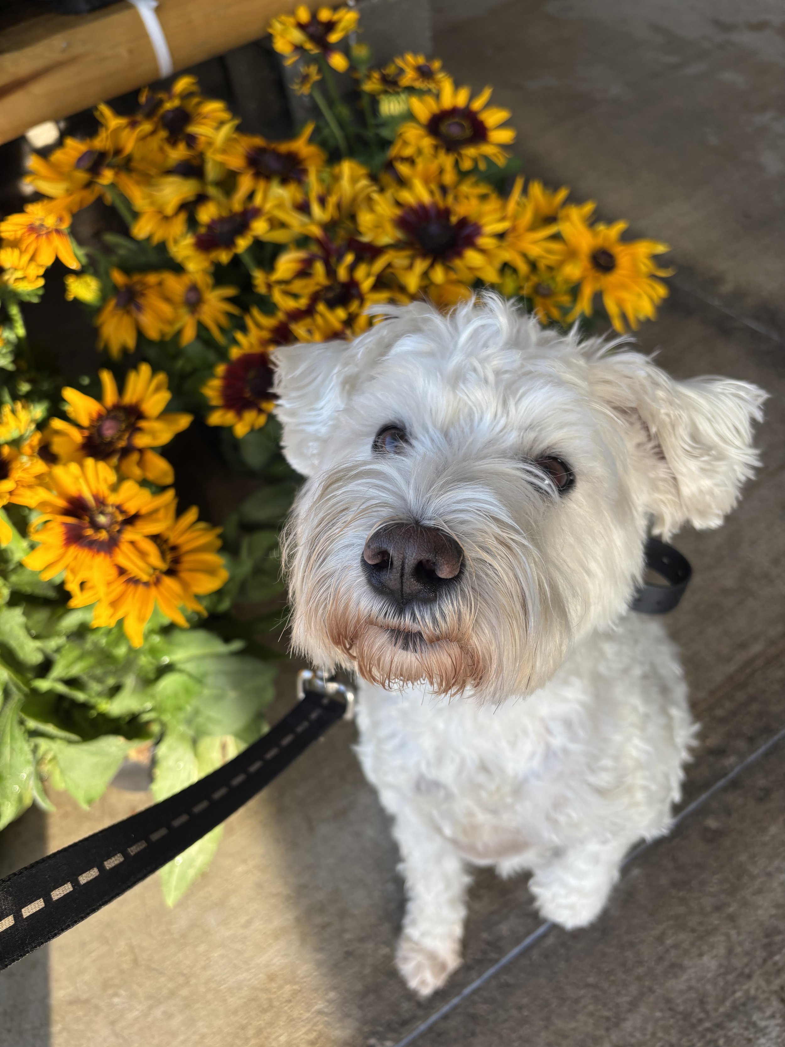 Cute white dog with curly fur sitting next to yellow and orange flowers, looking up at the camera.