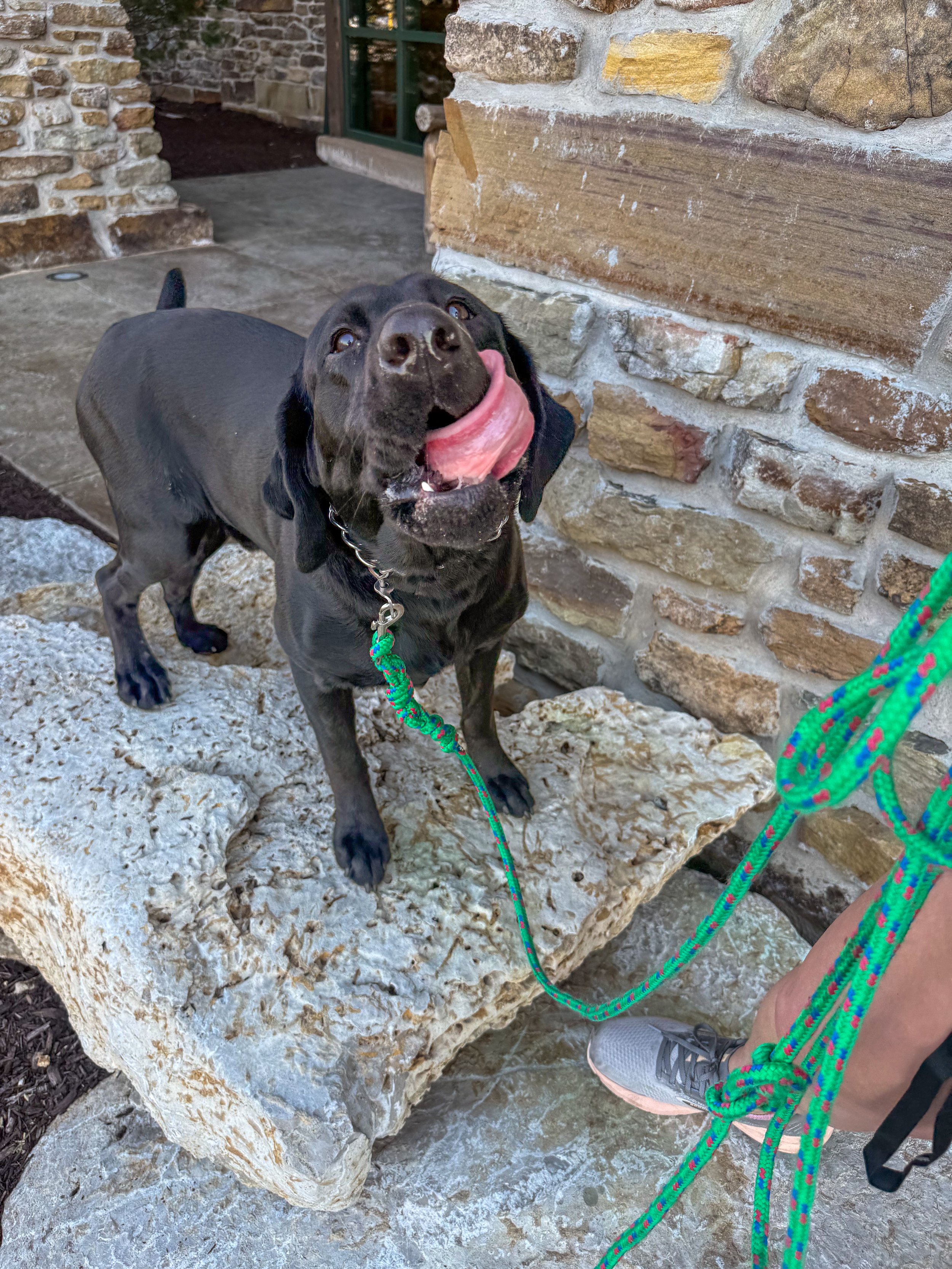 Black dog standing on a stone bench outdoors, tongue out, looking up, leash attached to collar, person holding the leash visible partially, brick and stone building in background.