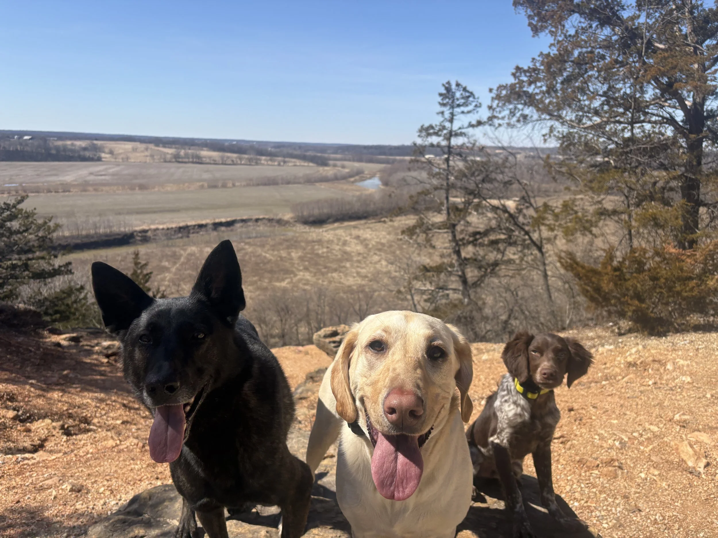 Three dogs sitting outdoors on rocky ground with a landscape of fields, trees, and a river in the background under a clear blue sky.