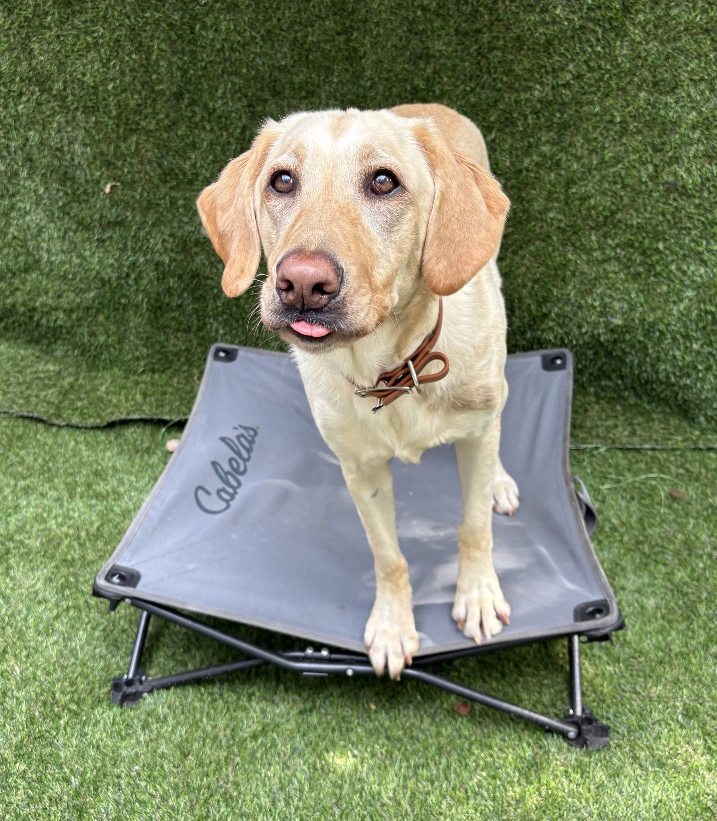 Labrador retriever sitting on a portable elevated dog bed outdoors with a grass background.