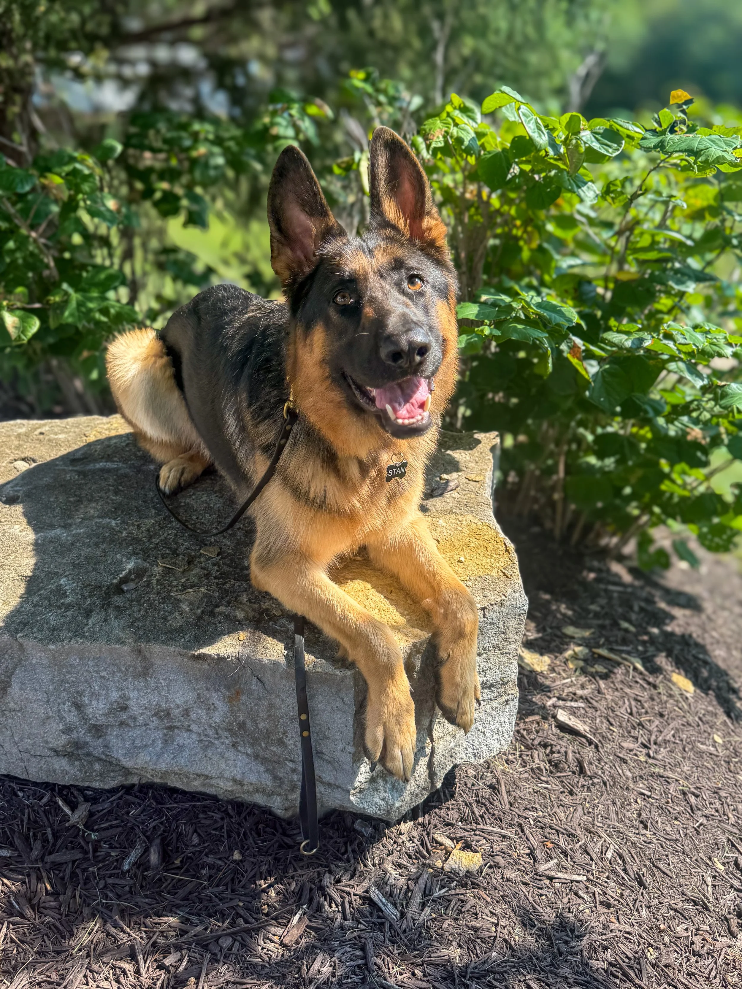 A happy German Shepherd dog lying on a large rock outdoors, surrounded by green bushes and plants.