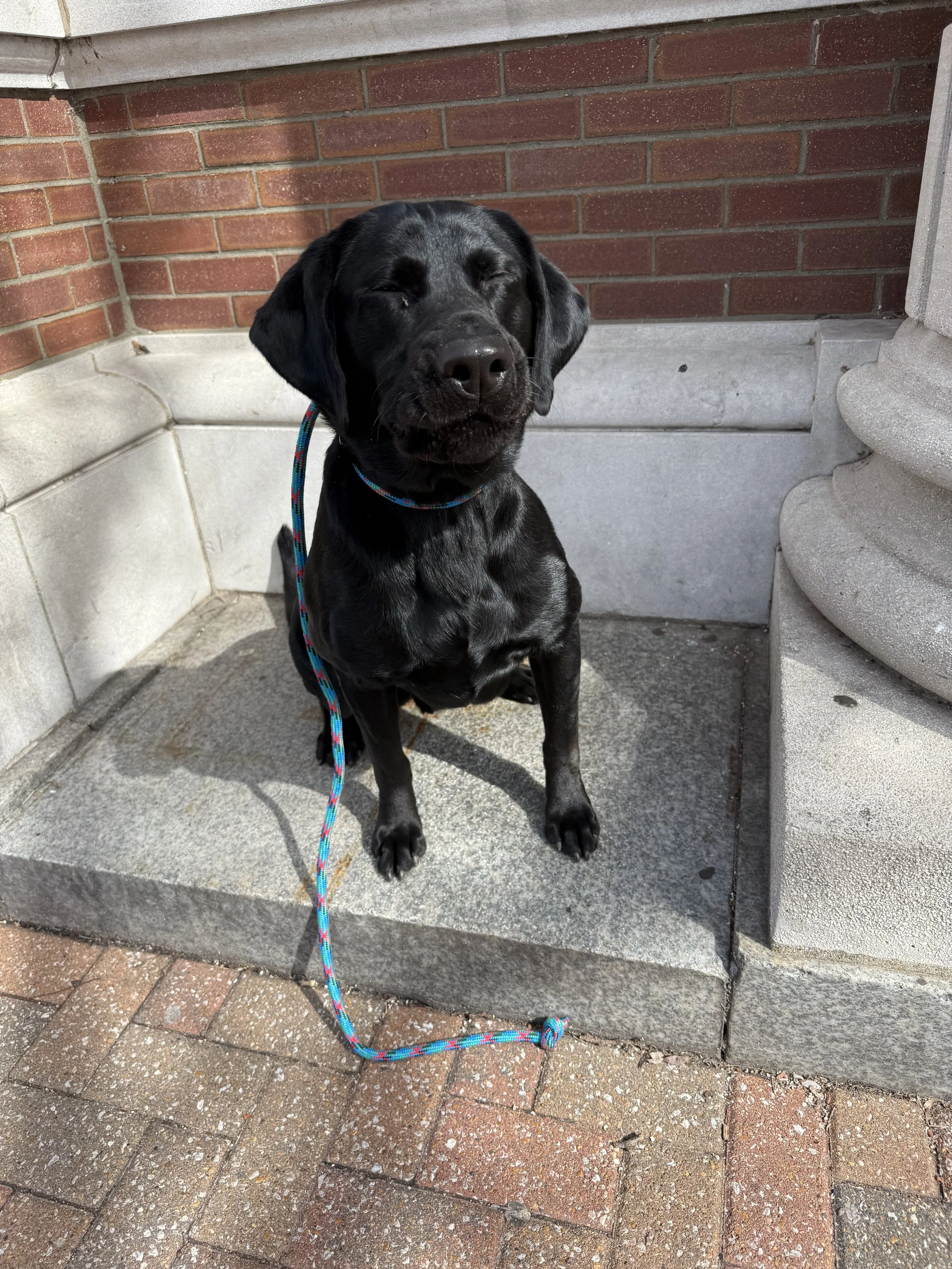 A black Labrador retriever puppy sitting on a concrete step outside, with a leash attached, near a building with brick and stone walls training dogs in St. Charles Main Street MO