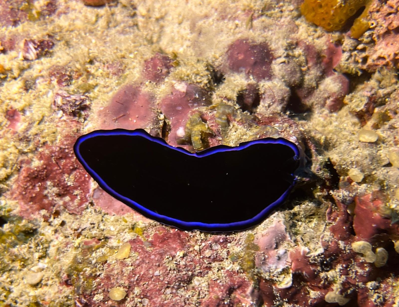 Will Wanner