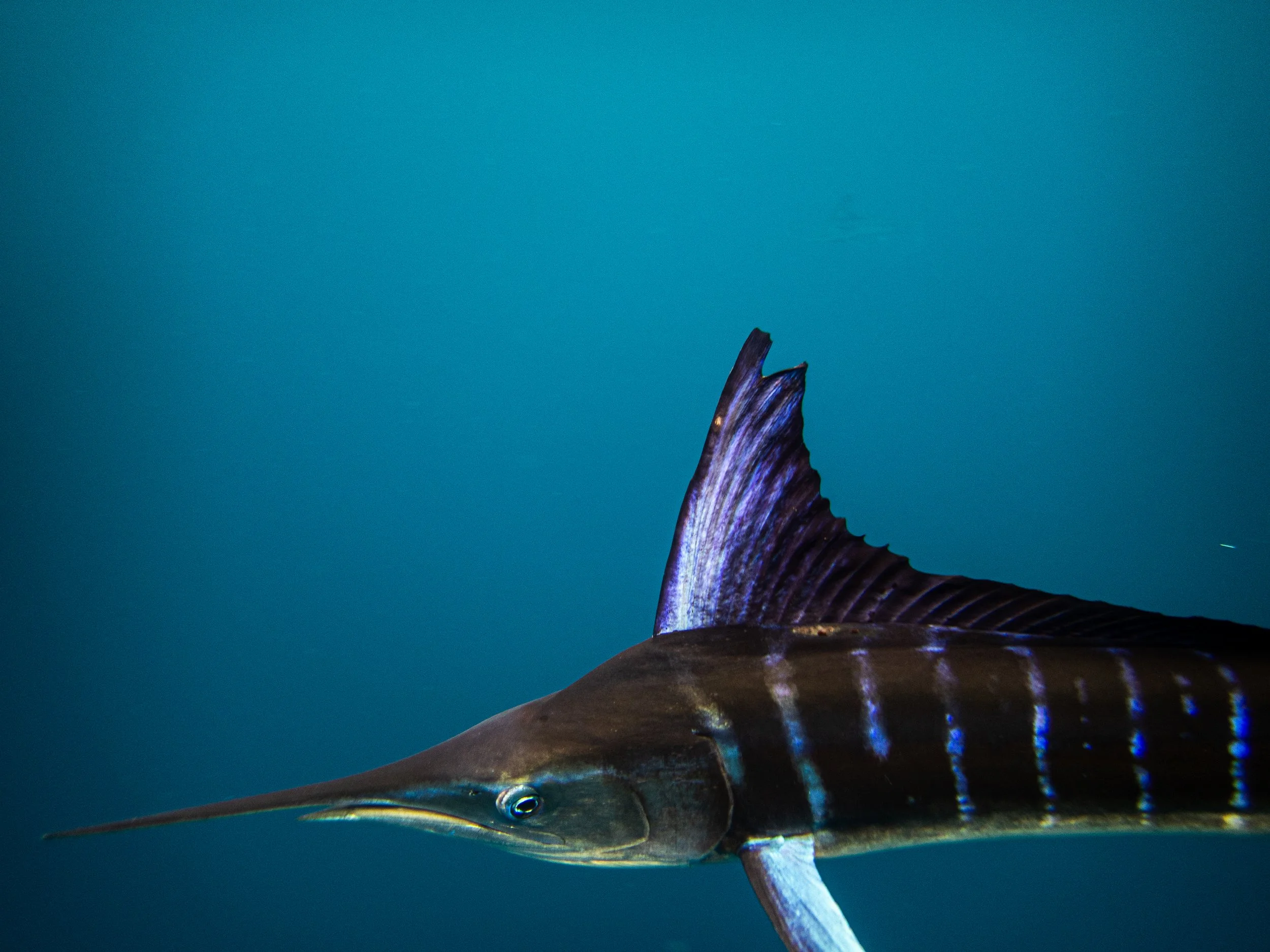 R. PEDERSON MAGBAY25-7.jpg