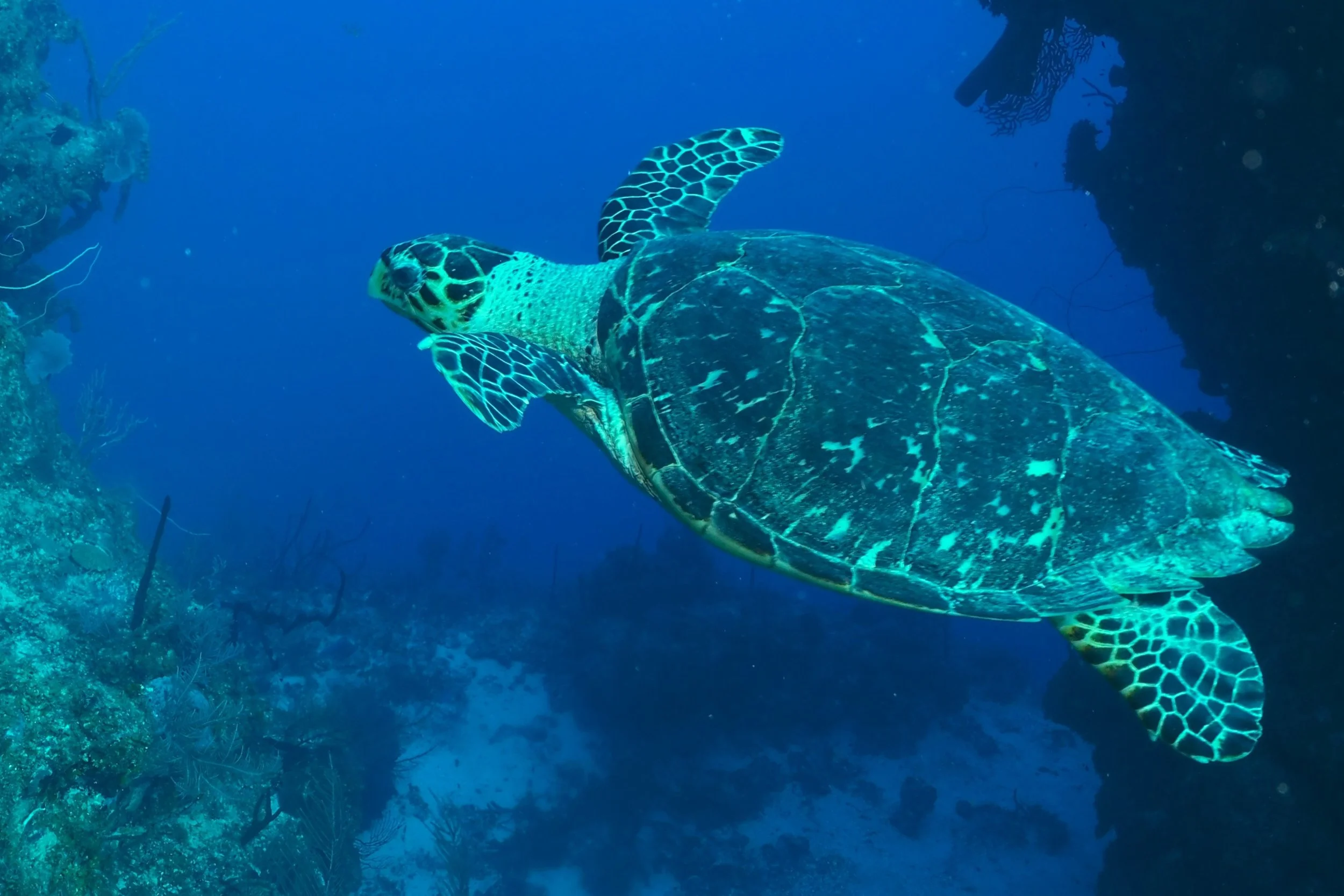 T. Pederson, Hawksbill Turtle