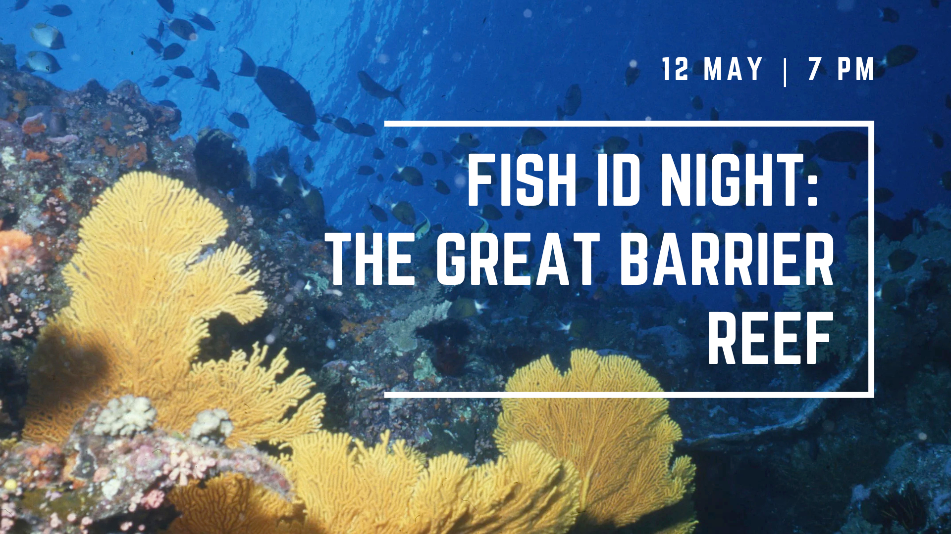 Fish ID: Great Barrier Reef