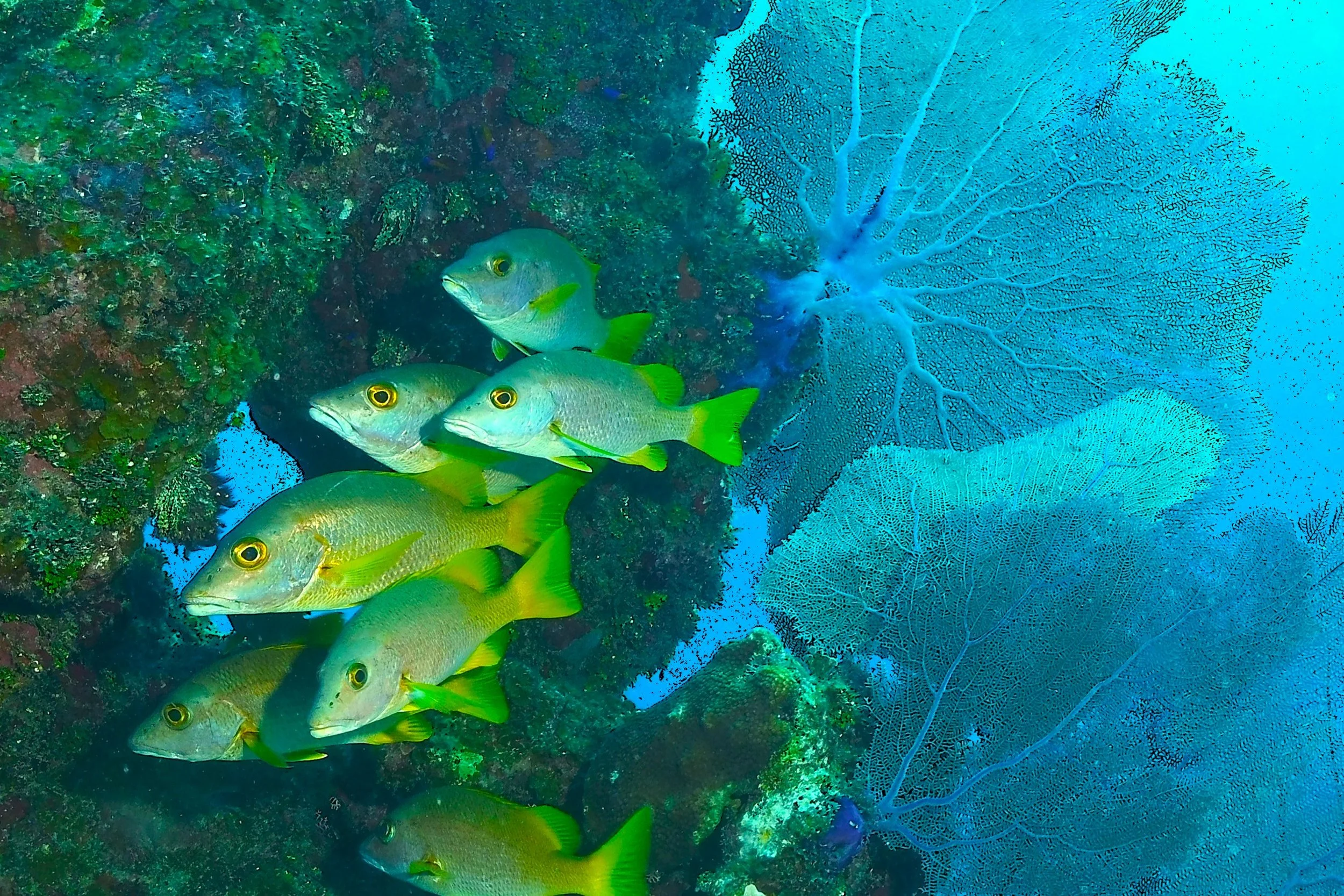 T. Pederson, Schoolmasters