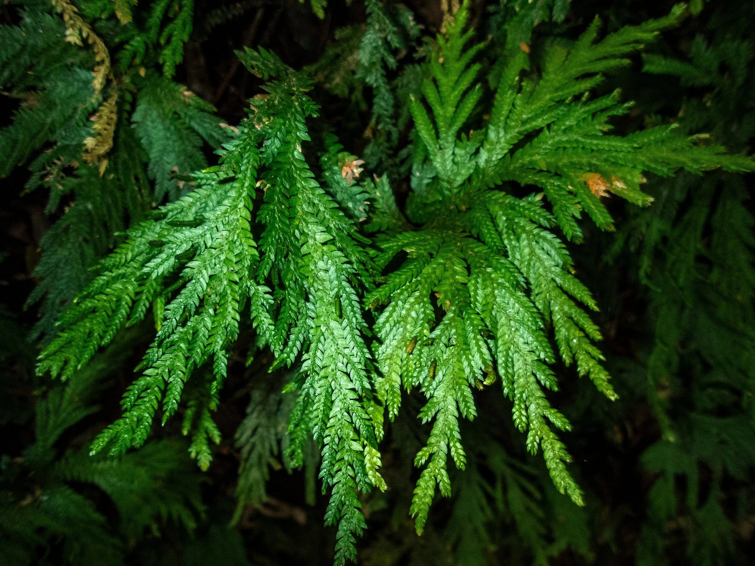 P4160042.jpg