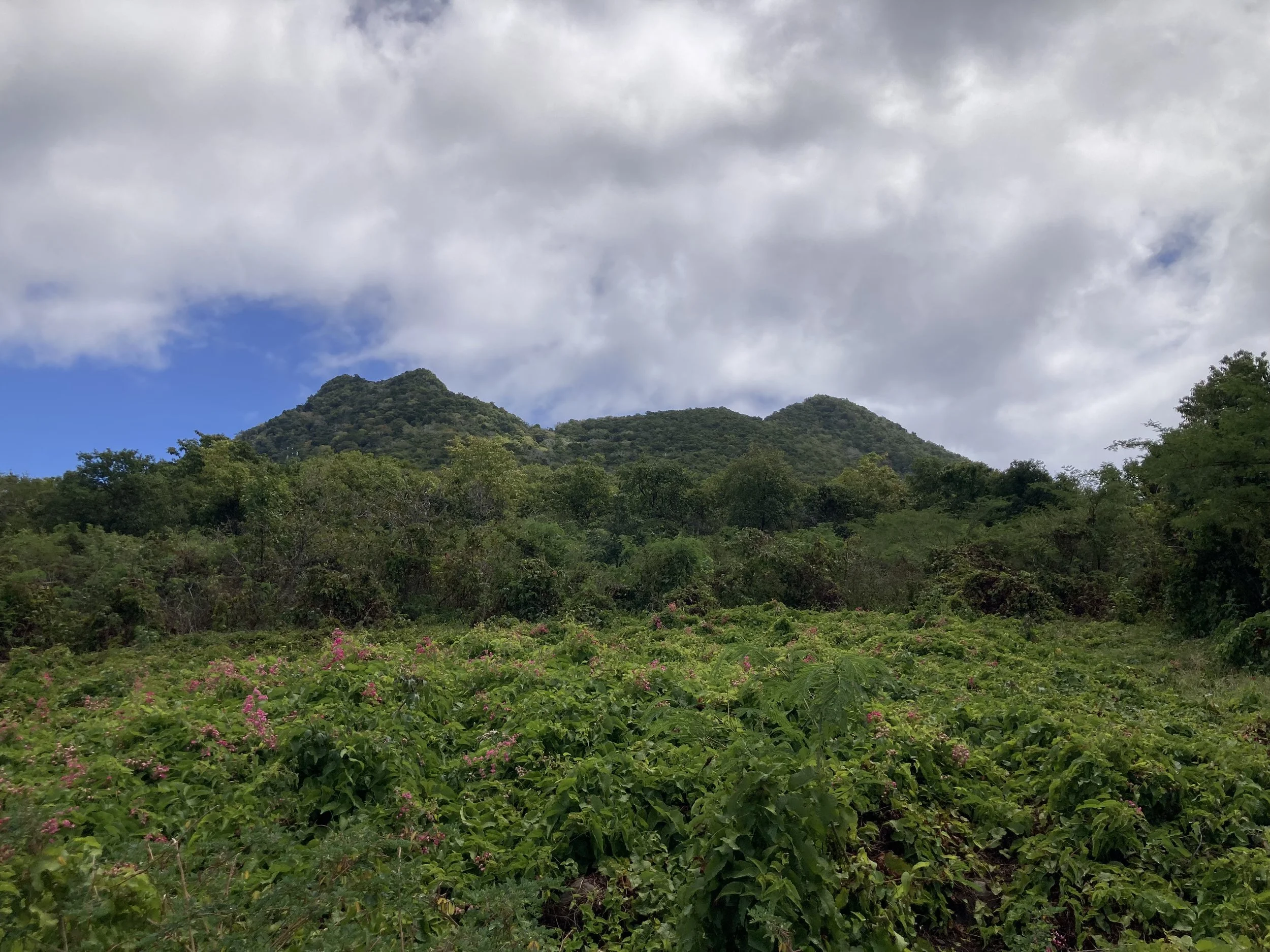 Mary.Nelson.Statia2600007.jpeg