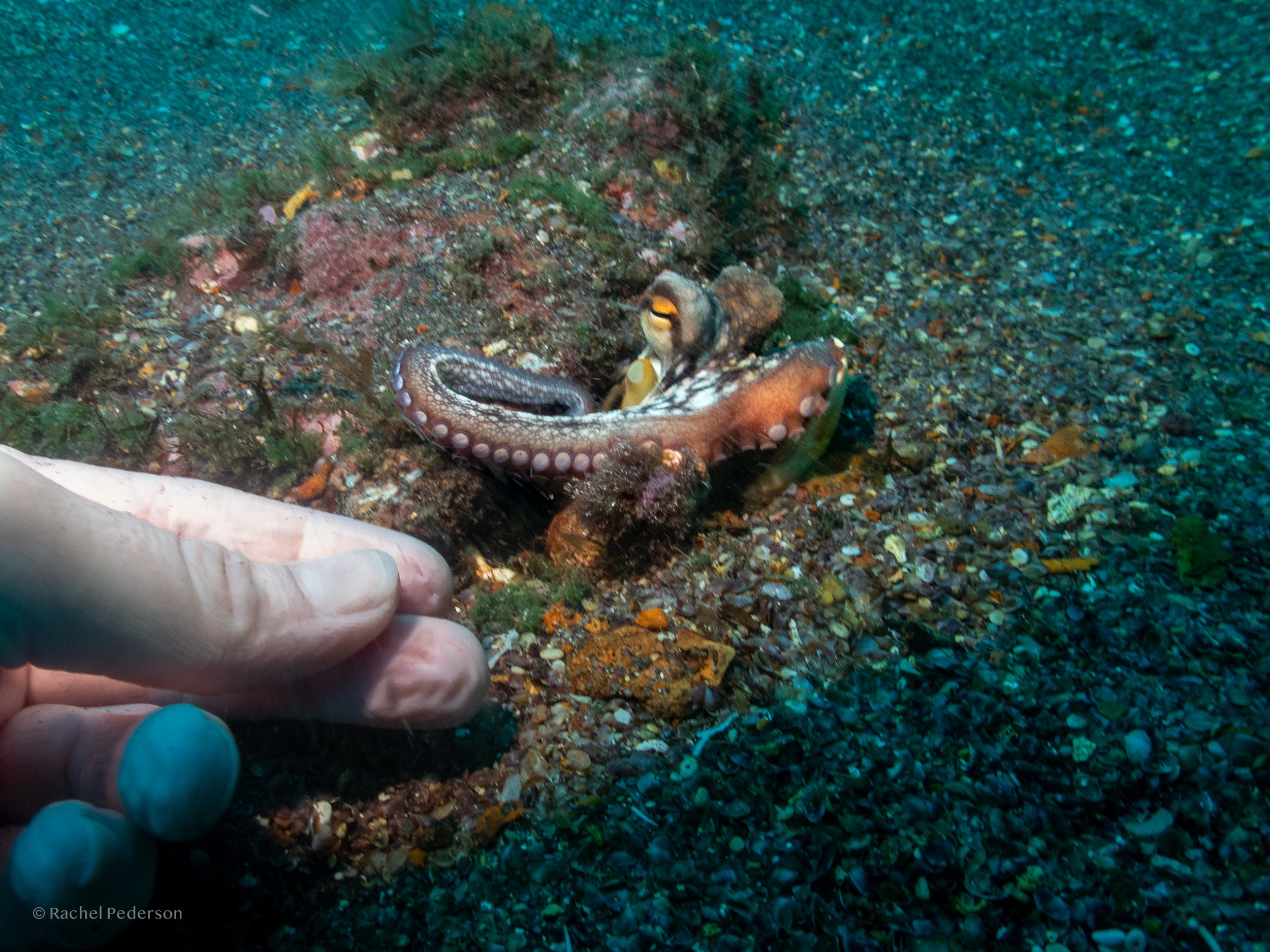 R. PEDERSON PORTUGAL-04.jpg