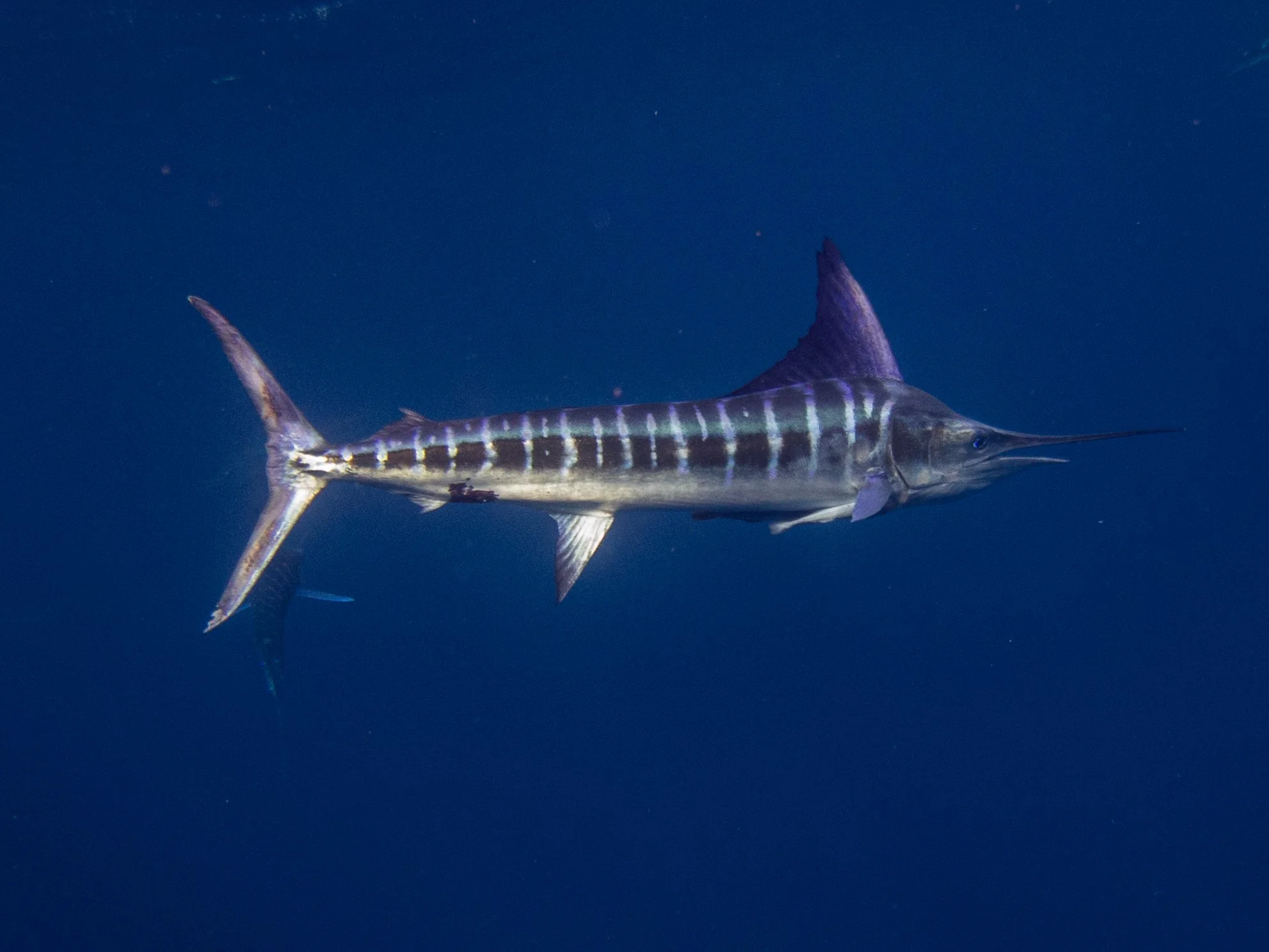 Blue striped marlin