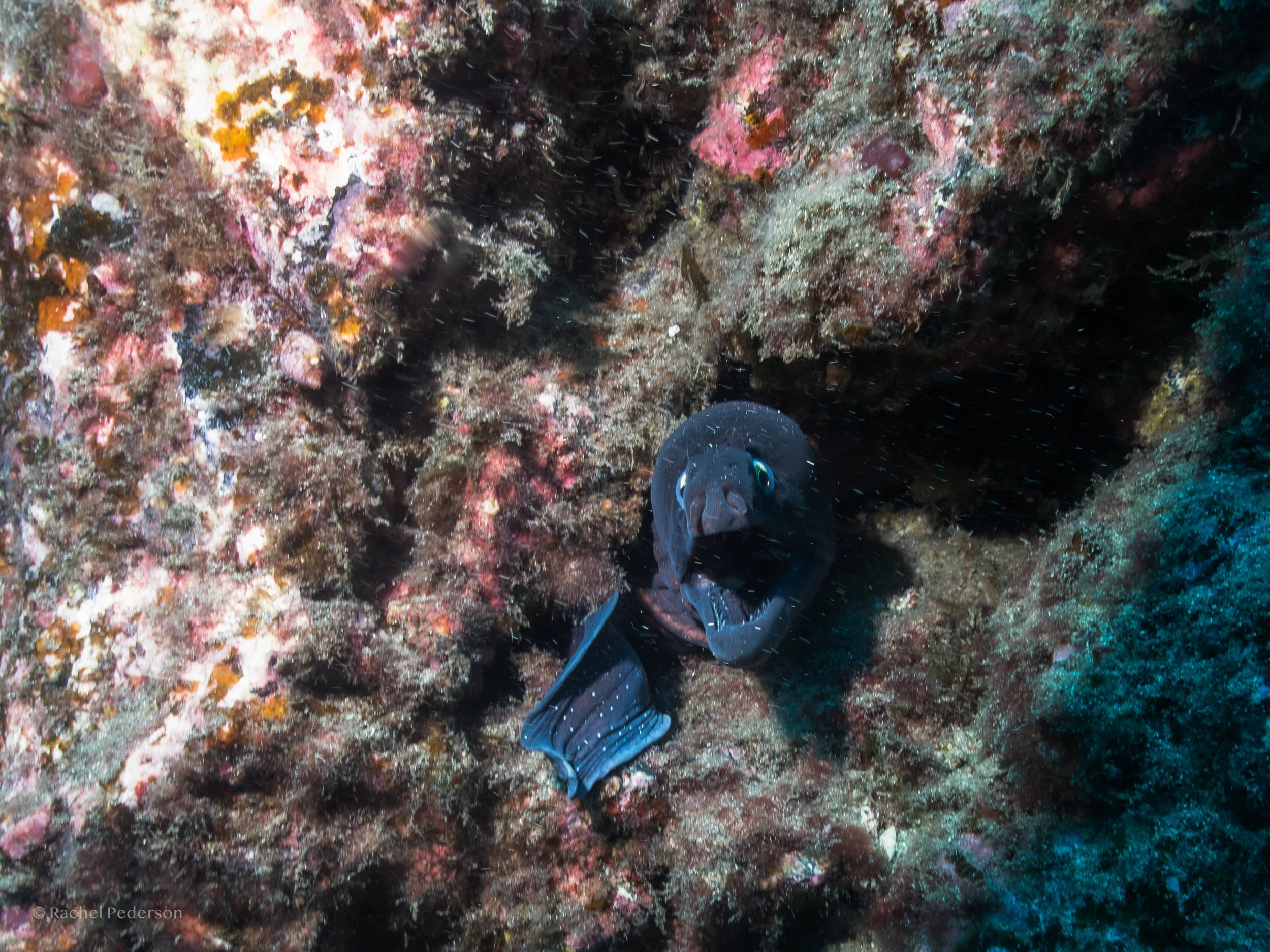 R. PEDERSON PORTUGAL-01.jpg