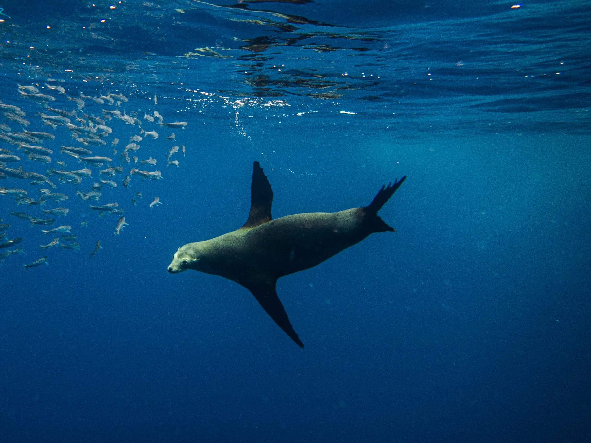 R. PEDERSON MAGBAY25-5.jpg