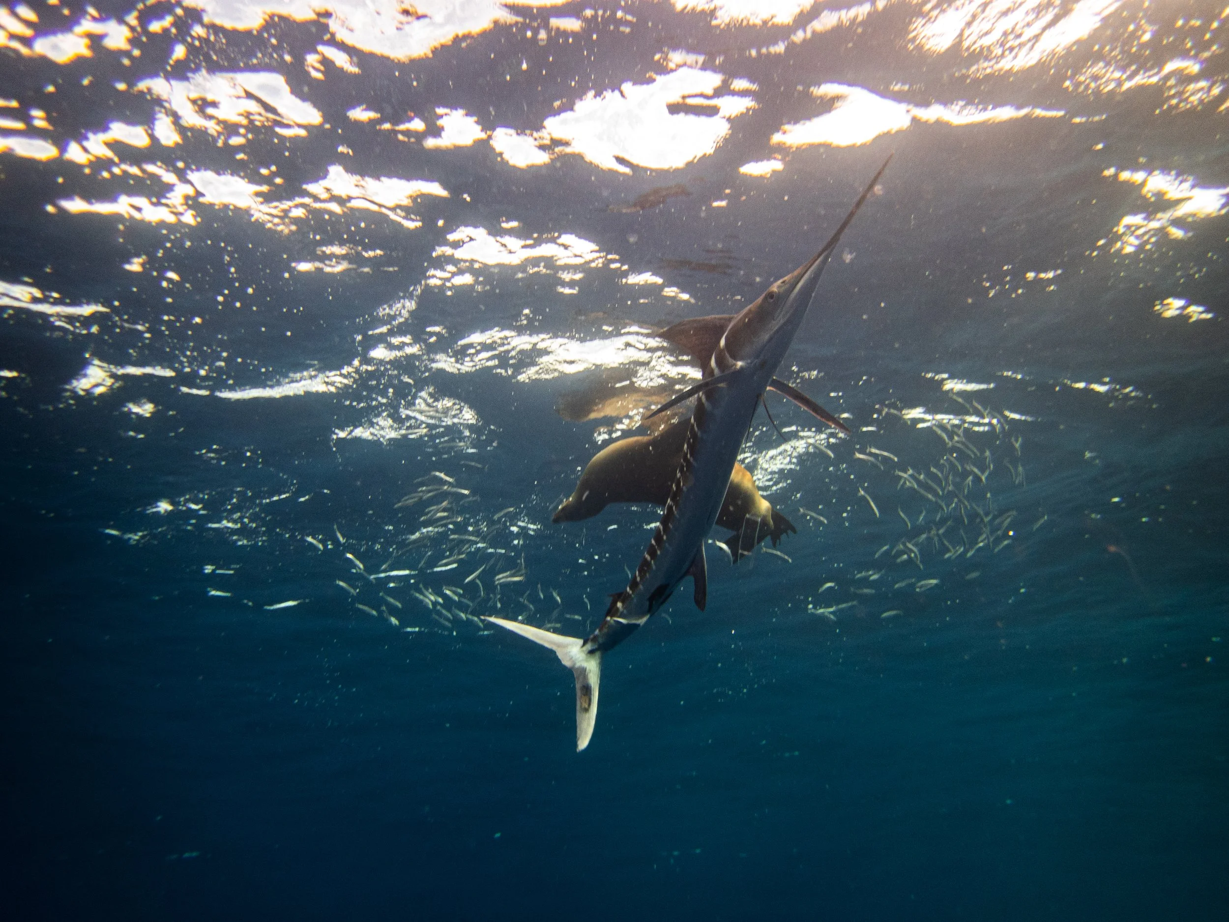 R. PEDERSON MAGBAY25-8.jpg