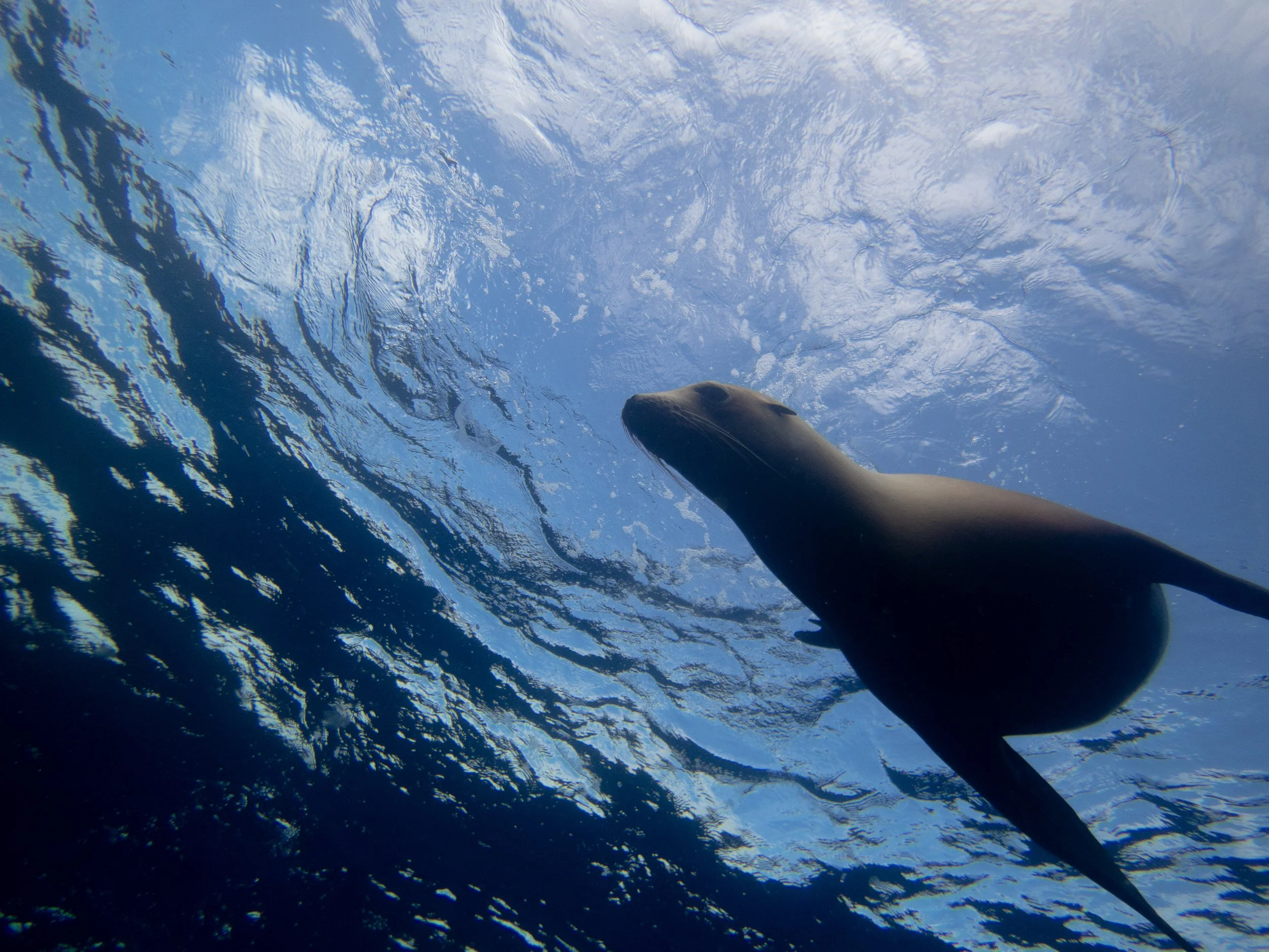 Sea Lion