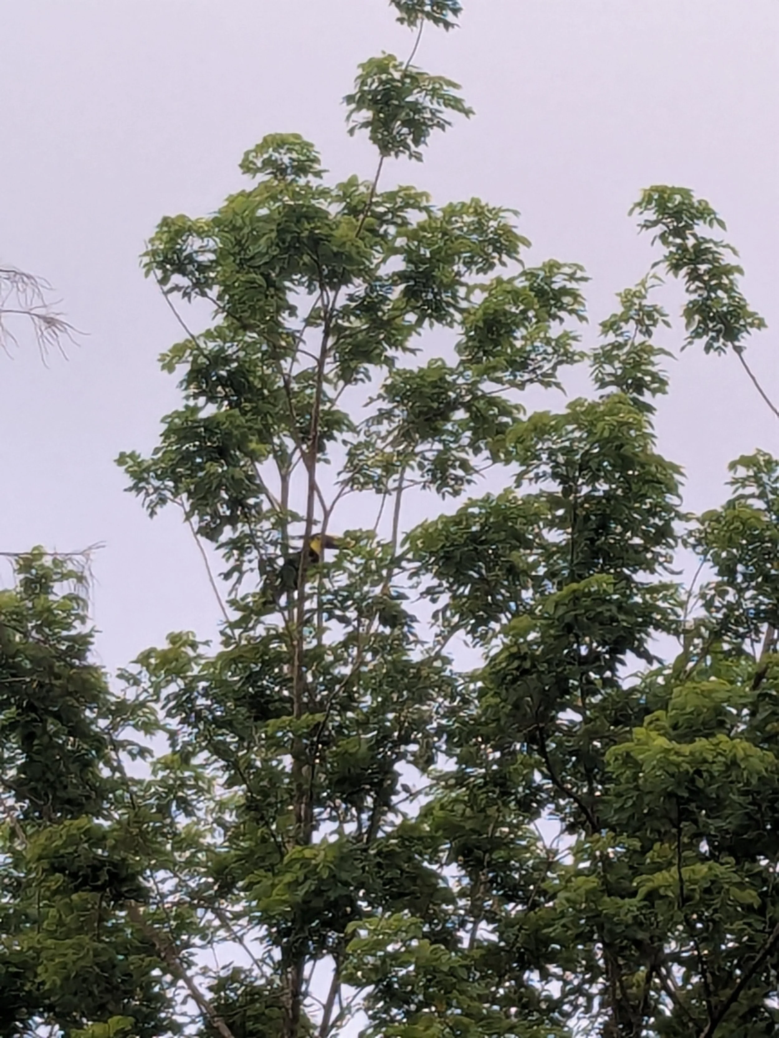 Sam.Stevens.CostaRica202600022.jpg