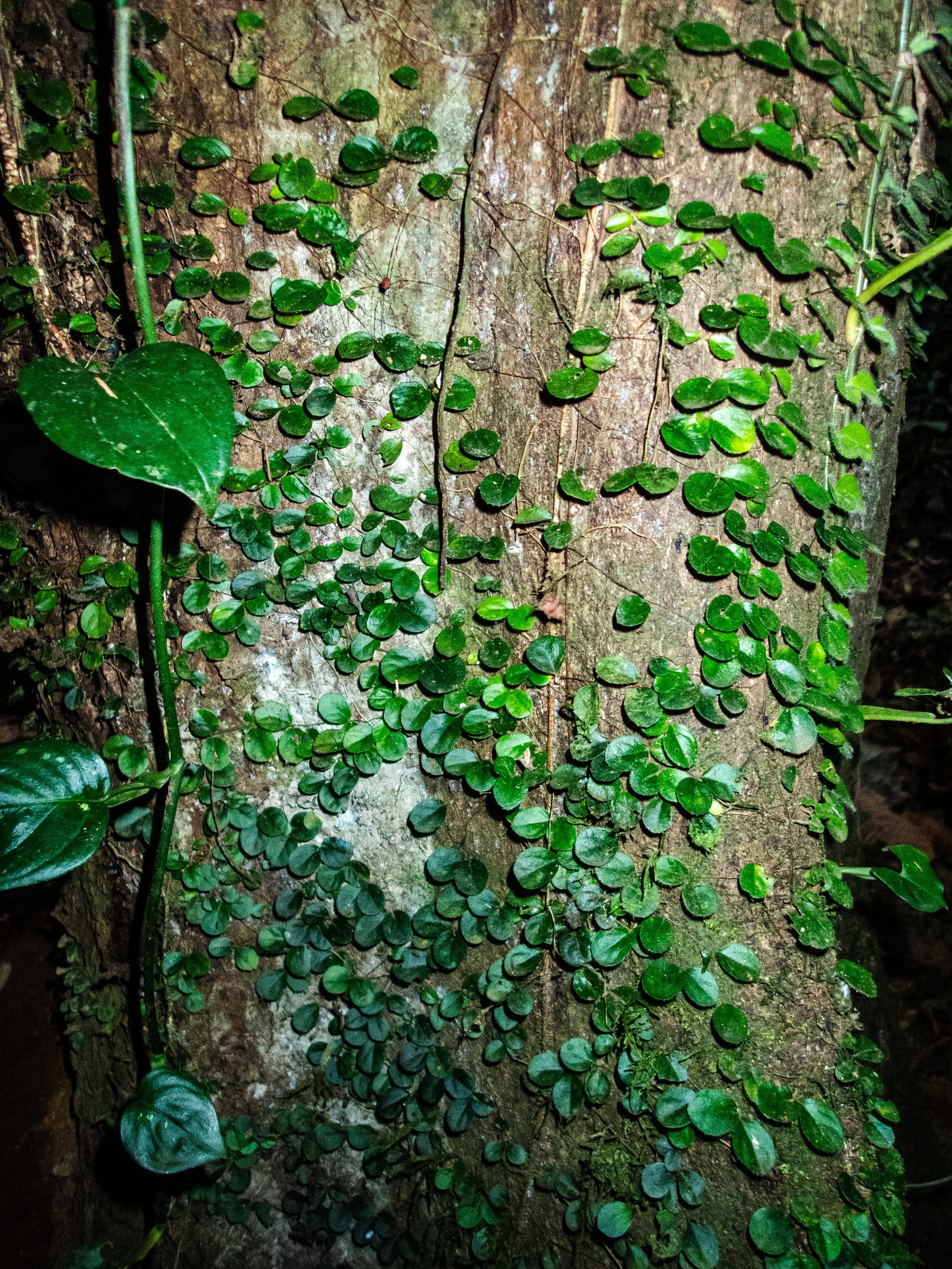 P4160044.jpg