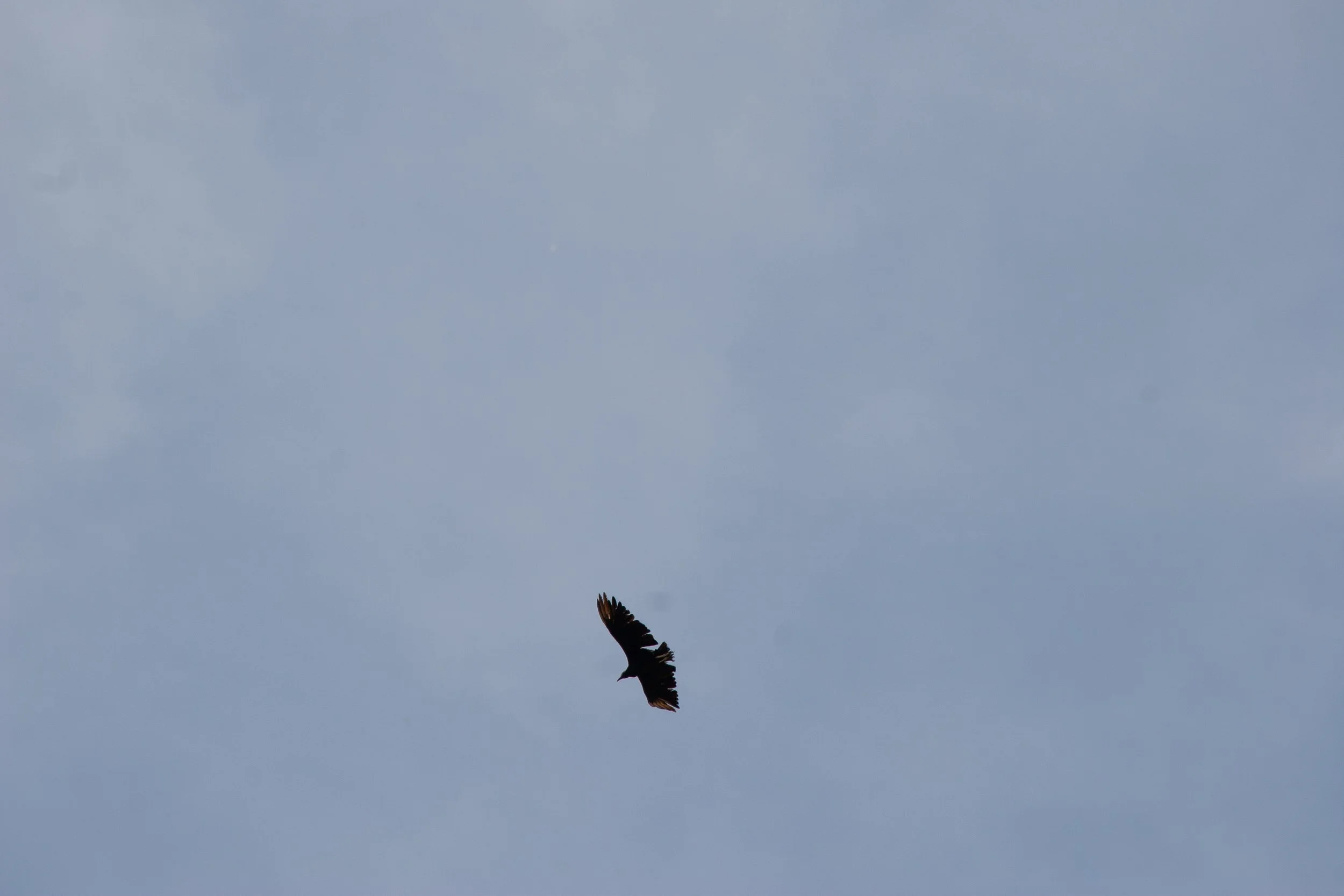 IMG_2103.jpg