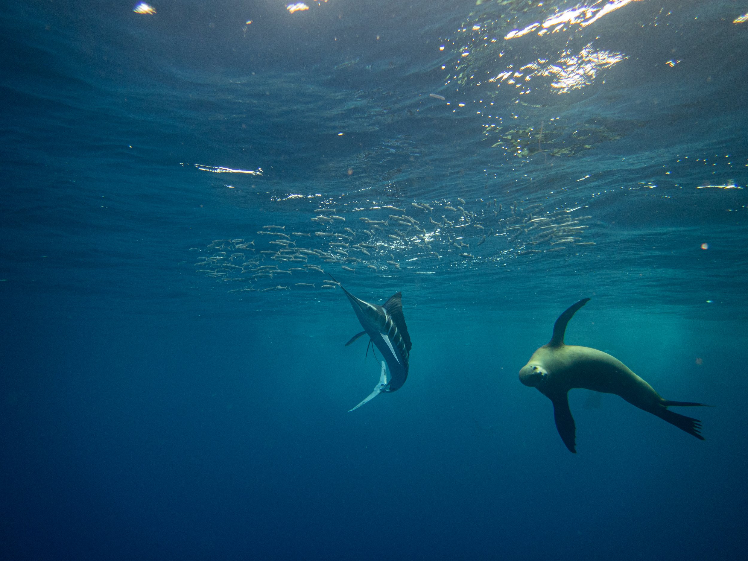 R. PEDERSON MAGBAY25-12.jpg